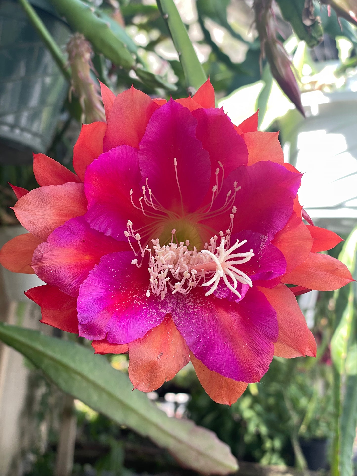 Epiphyllum Hybrid 'Appeal' Fully-Rooted Starter Pot - Grown In 3" Pot