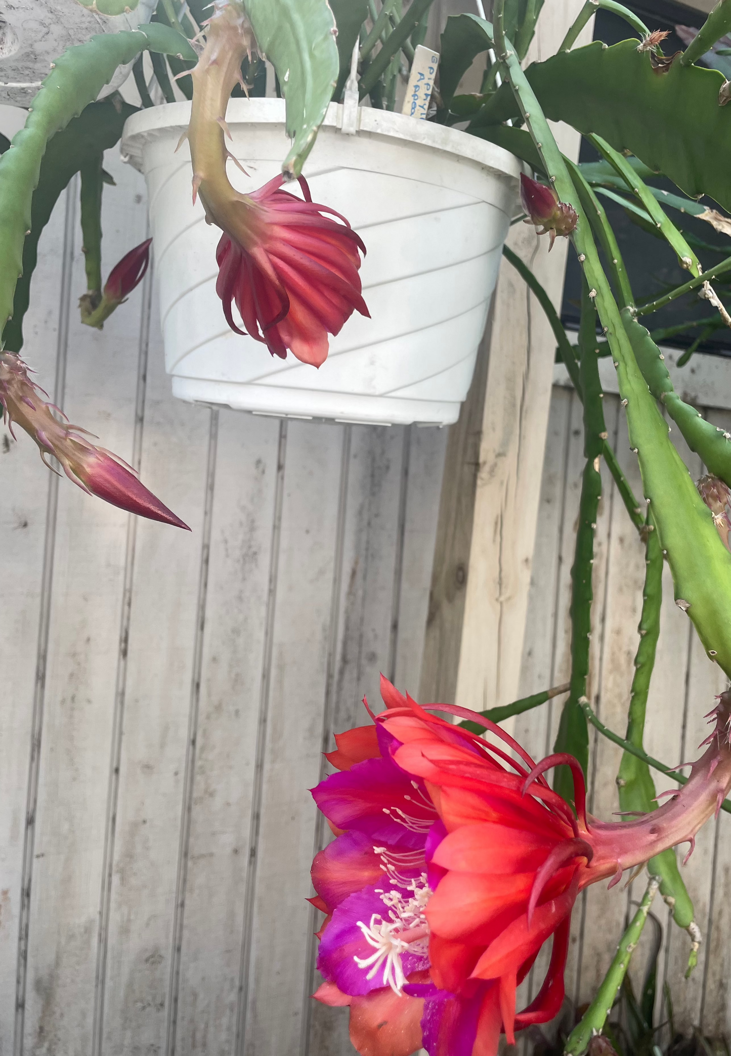 Epiphyllum Hybrid 'Appeal' Fully-Rooted Starter Pot - Grown In 3" Pot
