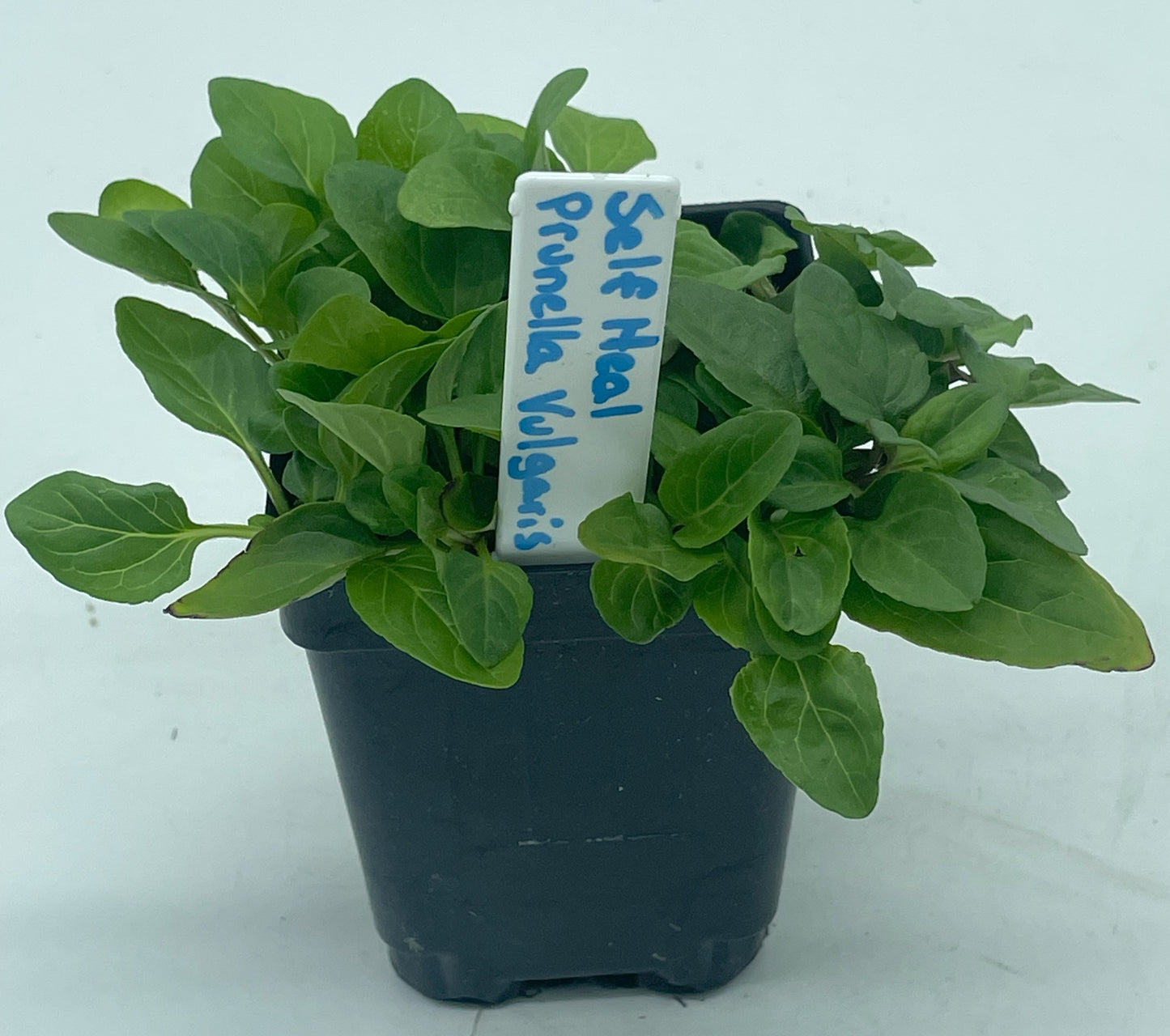 Self Heal / All Heal Starter Plant - Prunella Vulgaris - Great Cool Season Plant