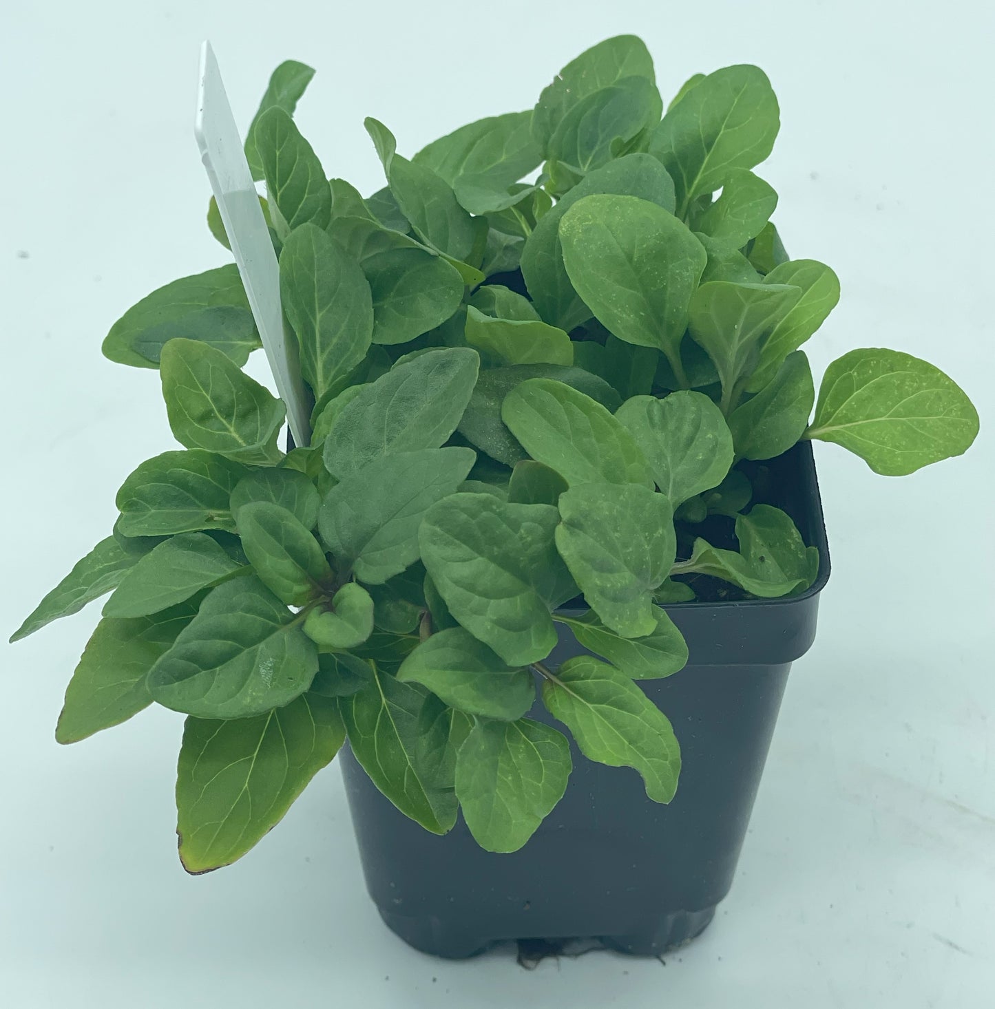 Self Heal / All Heal Starter Plant - Prunella Vulgaris - Great Cool Season Plant