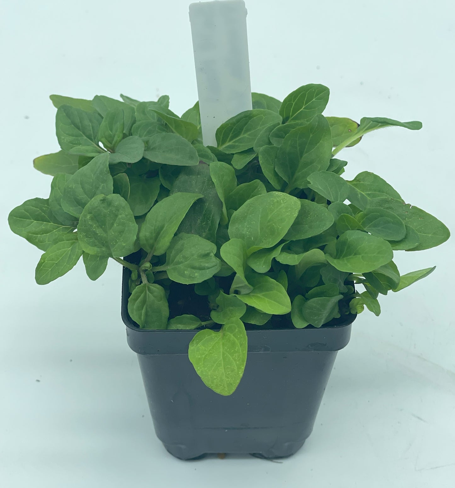 Self Heal / All Heal Starter Plant - Prunella Vulgaris - Great Cool Season Plant