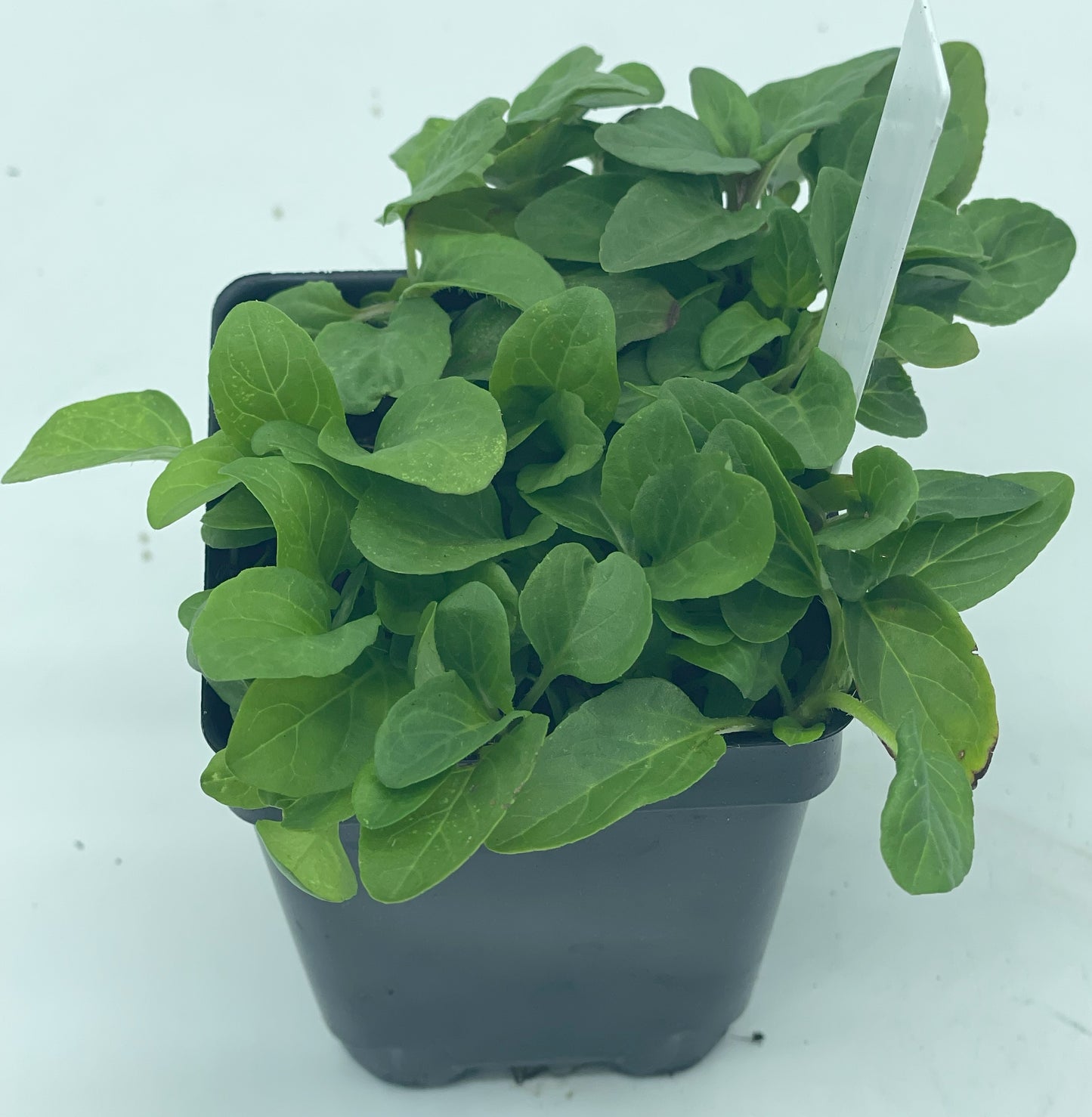 Self Heal / All Heal Starter Plant - Prunella Vulgaris - Great Cool Season Plant
