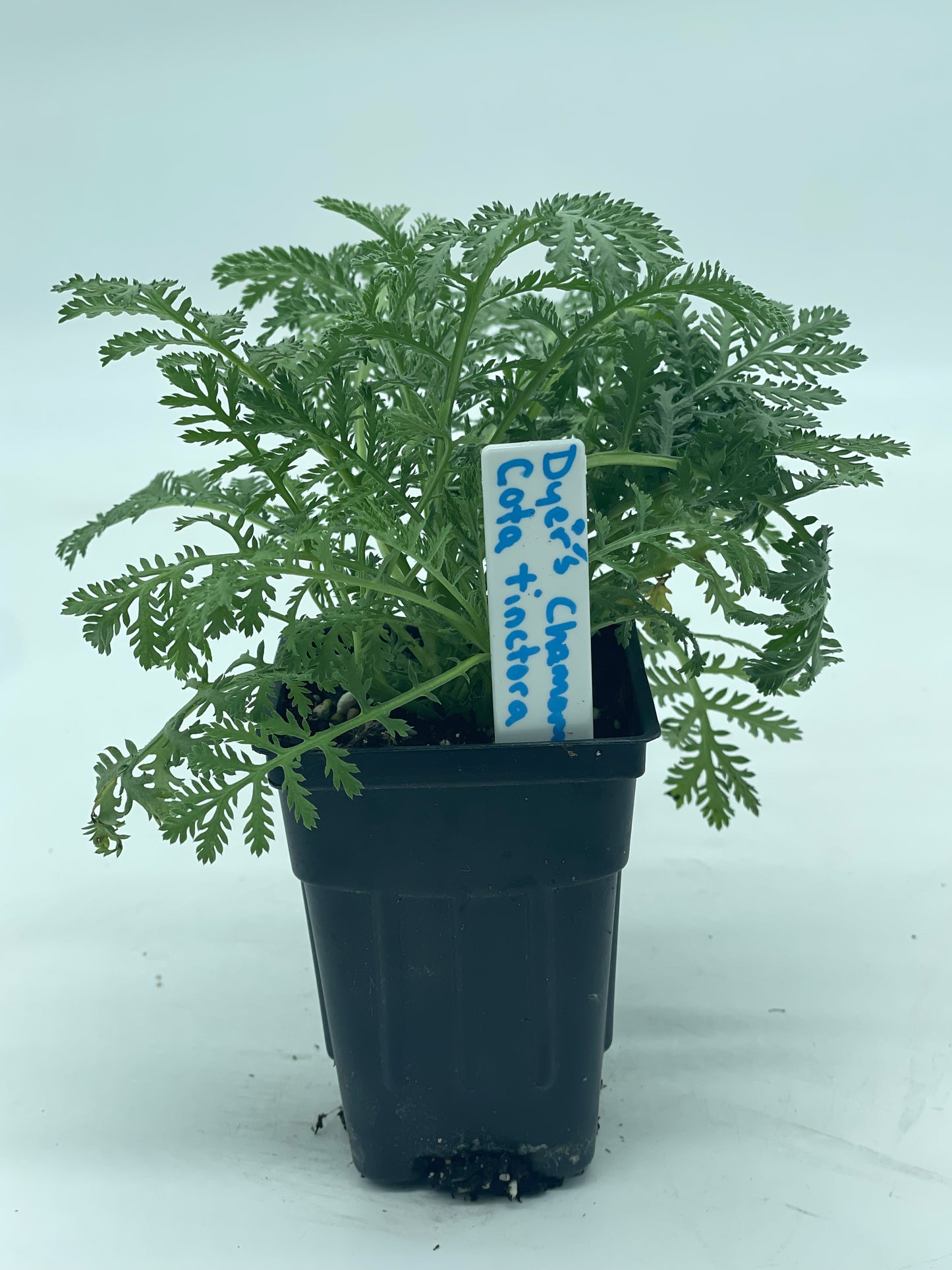 Dyer's Chamomile or Anthemis tinctoria Grown In 3" Pot