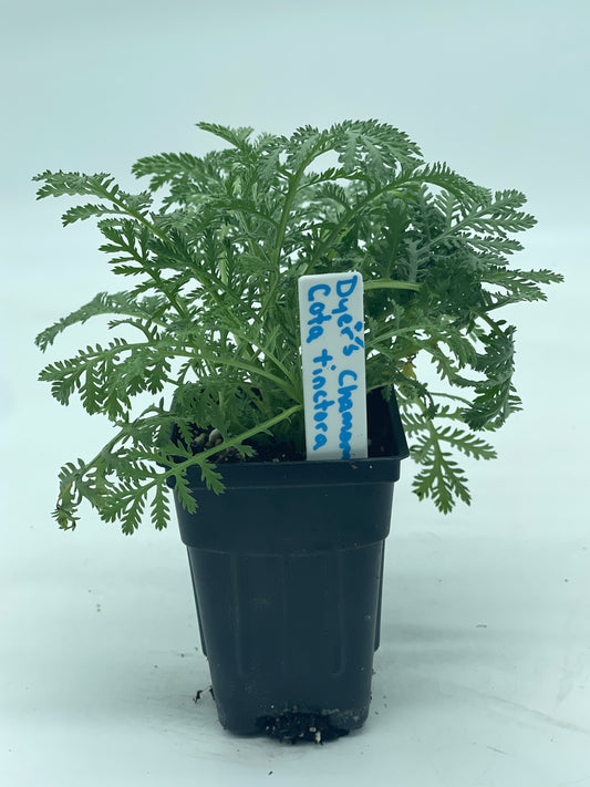 Dyer's Chamomile or Anthemis tinctoria Grown In 3" Pot
