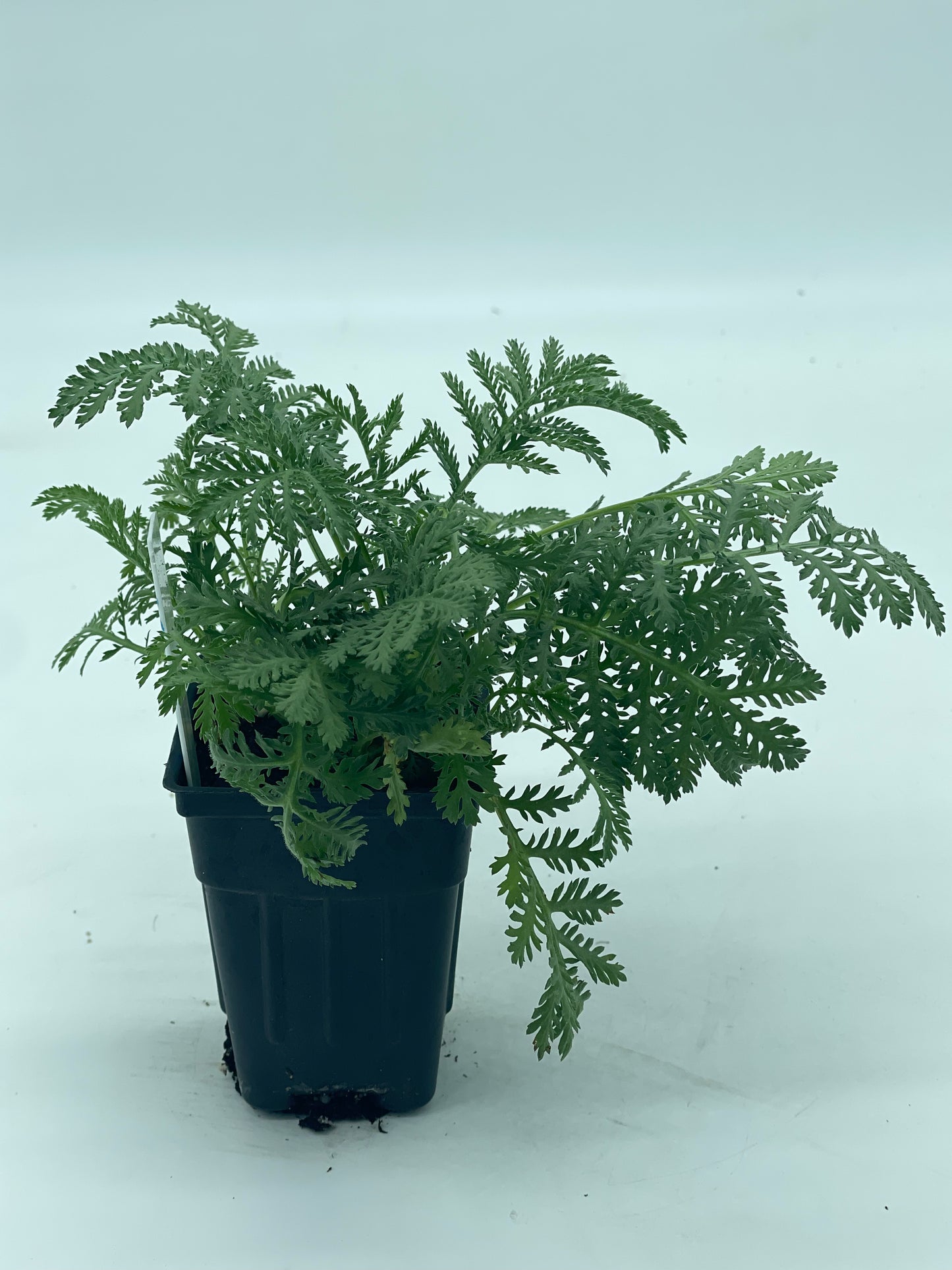Dyer's Chamomile or Anthemis tinctoria Grown In 3" Pot