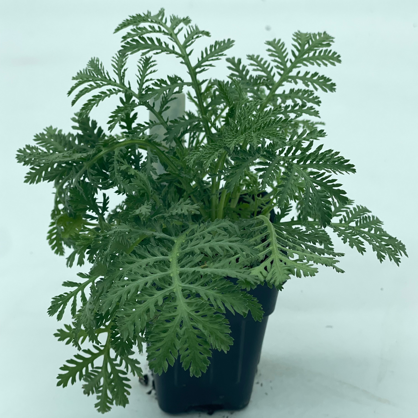 Dyer's Chamomile or Anthemis tinctoria Grown In 3" Pot