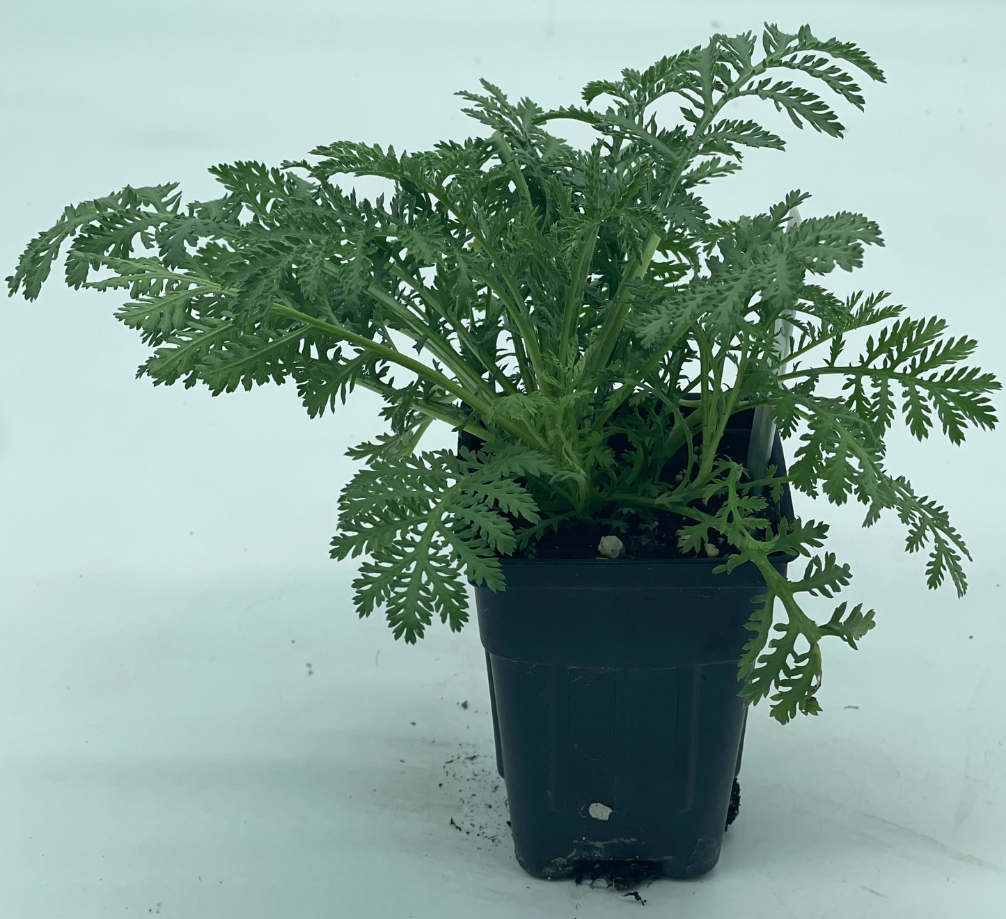 Dyer's Chamomile or Anthemis tinctoria Grown In 3" Pot