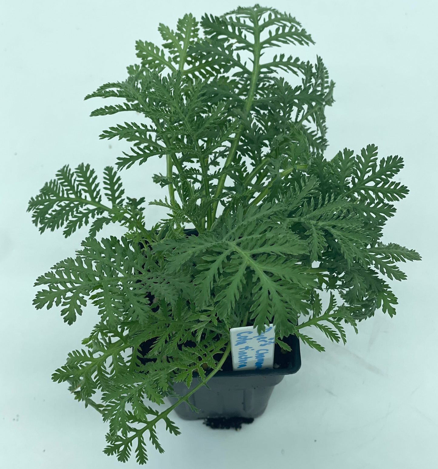 Dyer's Chamomile or Anthemis tinctoria Grown In 3" Pot