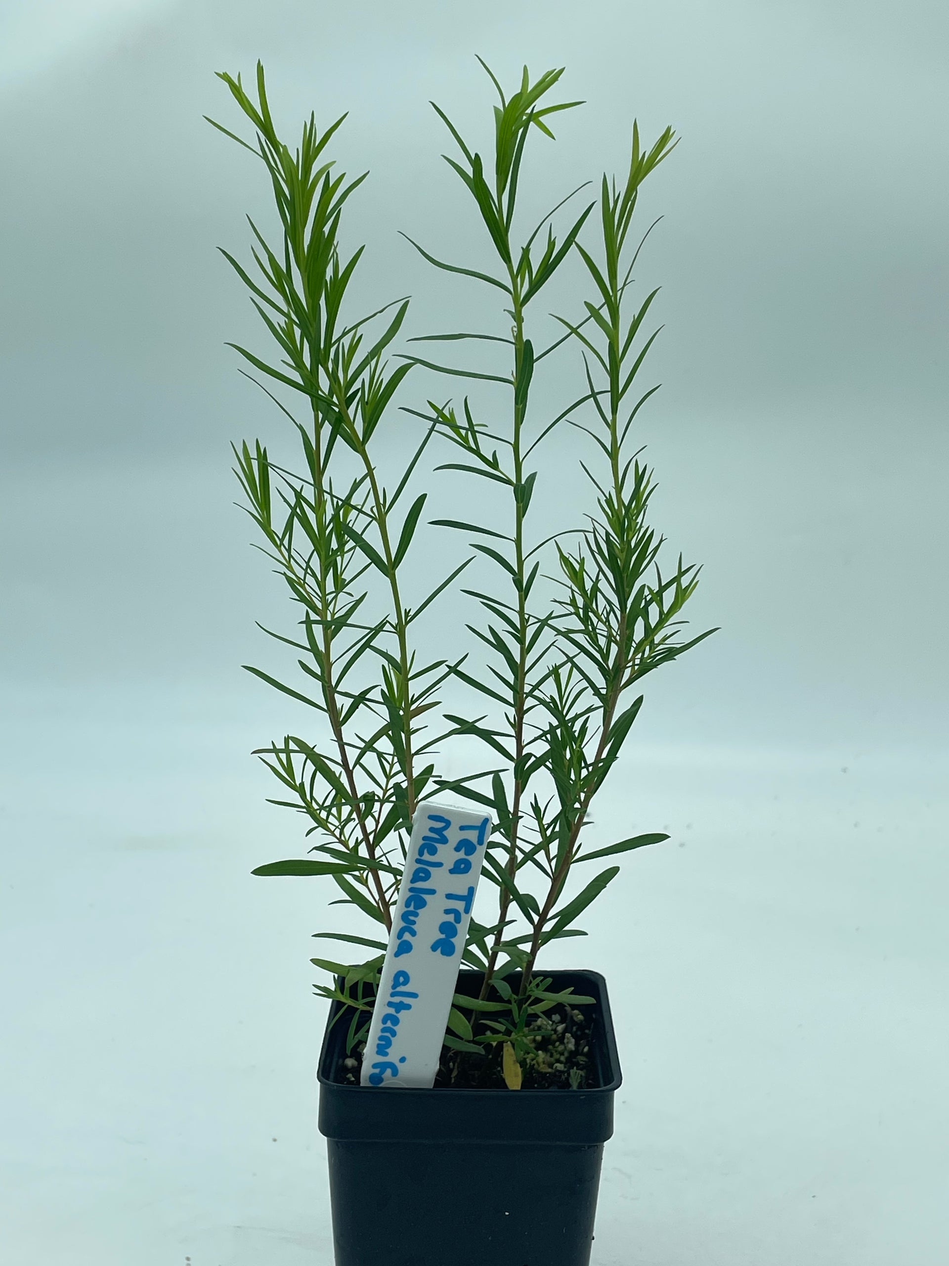 tea house plant Tea Tree Plant