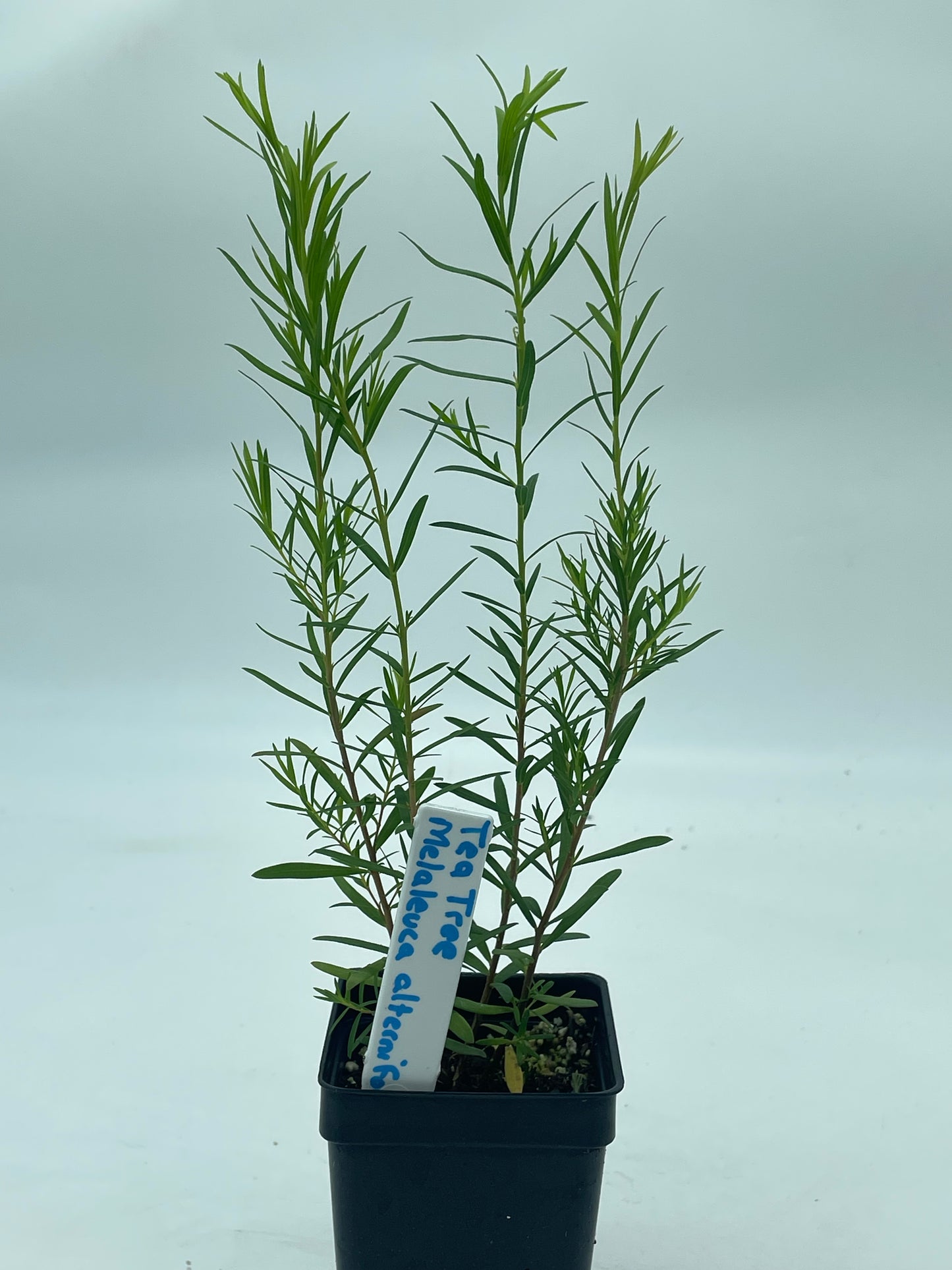 Tea Tree Plant - Melaleuca Alternifolia Grow Your Own! Foiliage Smells Awesome! Can Not Ship To California\Arizona
