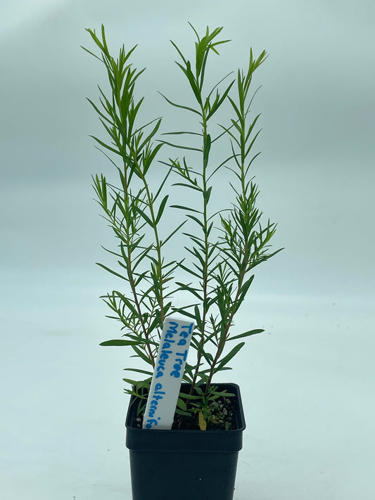 Tea Tree Plant - Melaleuca Alternifolia Grow Your Own! Foiliage Smells Awesome! Can Not Ship To California\Arizona