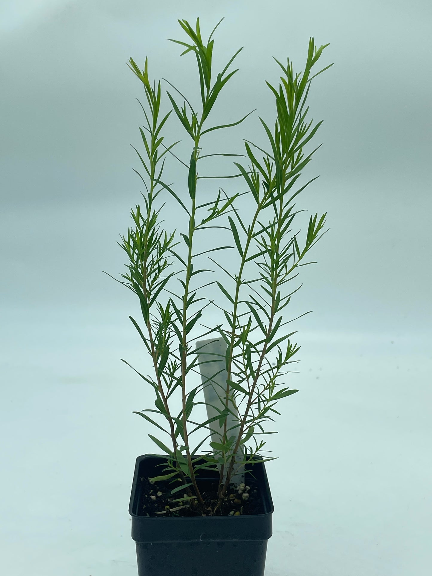 Tea Tree Plant - Melaleuca Alternifolia Grow Your Own! Foiliage Smells Awesome! Can Not Ship To California\Arizona