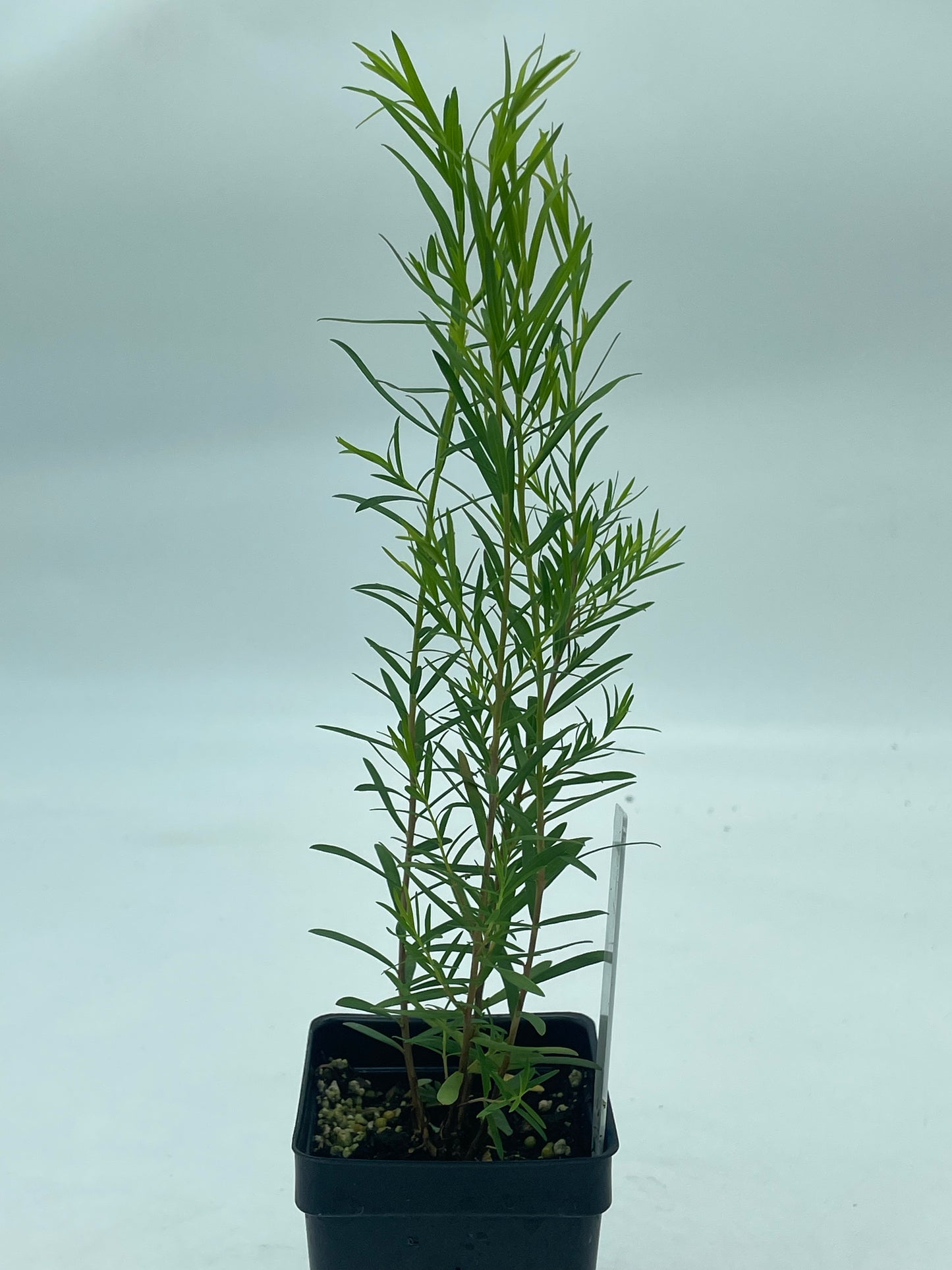Tea Tree Plant - Melaleuca Alternifolia Grow Your Own! Foiliage Smells Awesome! Can Not Ship To California\Arizona
