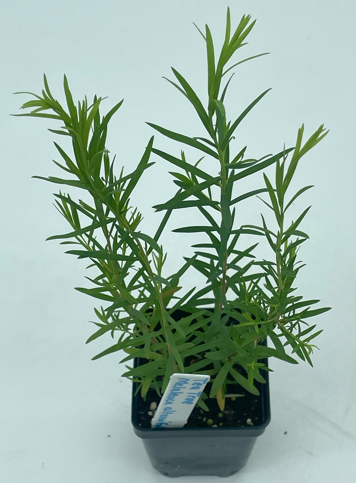 Tea Tree Plant - Melaleuca Alternifolia Grow Your Own! Foiliage Smells Awesome! Can Not Ship To California\Arizona