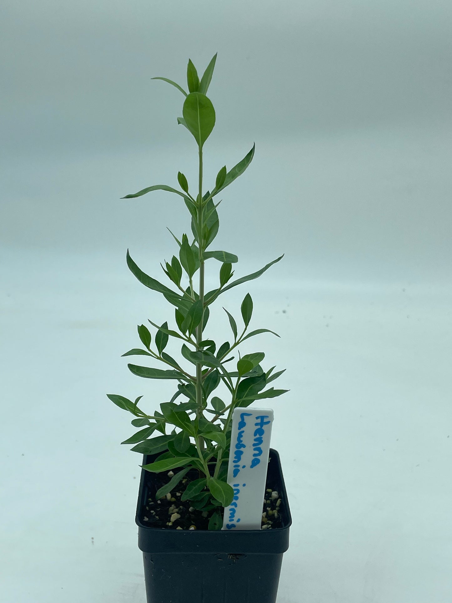 Henna Starter Plant - Lawsonia Inermis - Easily Make Your Own Natural Ink For Body Art - Can Not Ship To California\Arizona