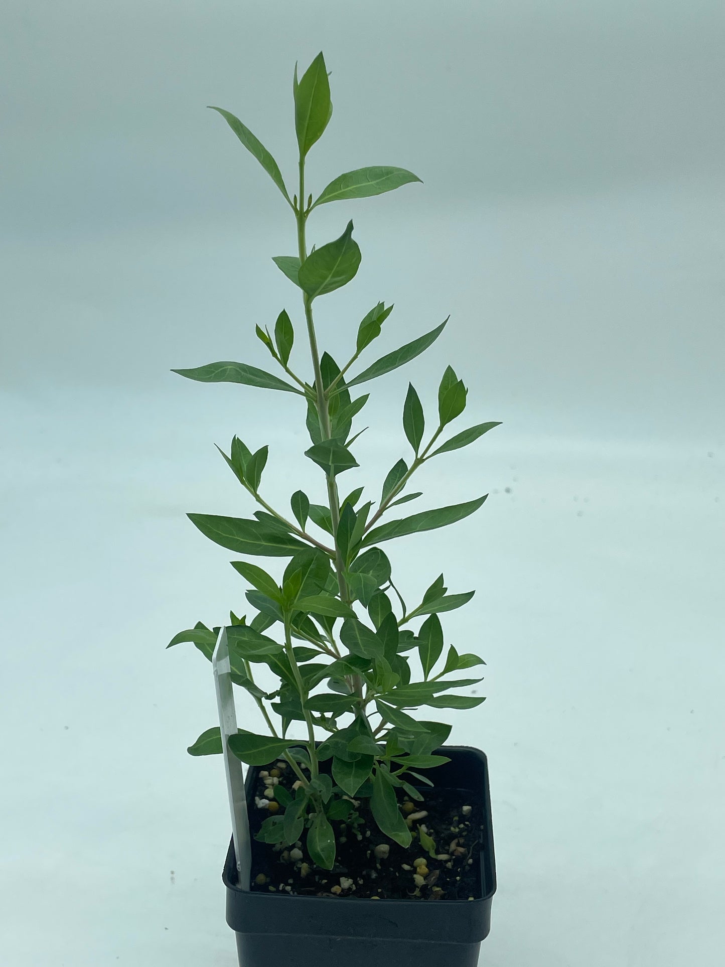 Henna Starter Plant - Lawsonia Inermis - Easily Make Your Own Natural Ink For Body Art - Can Not Ship To California\Arizona