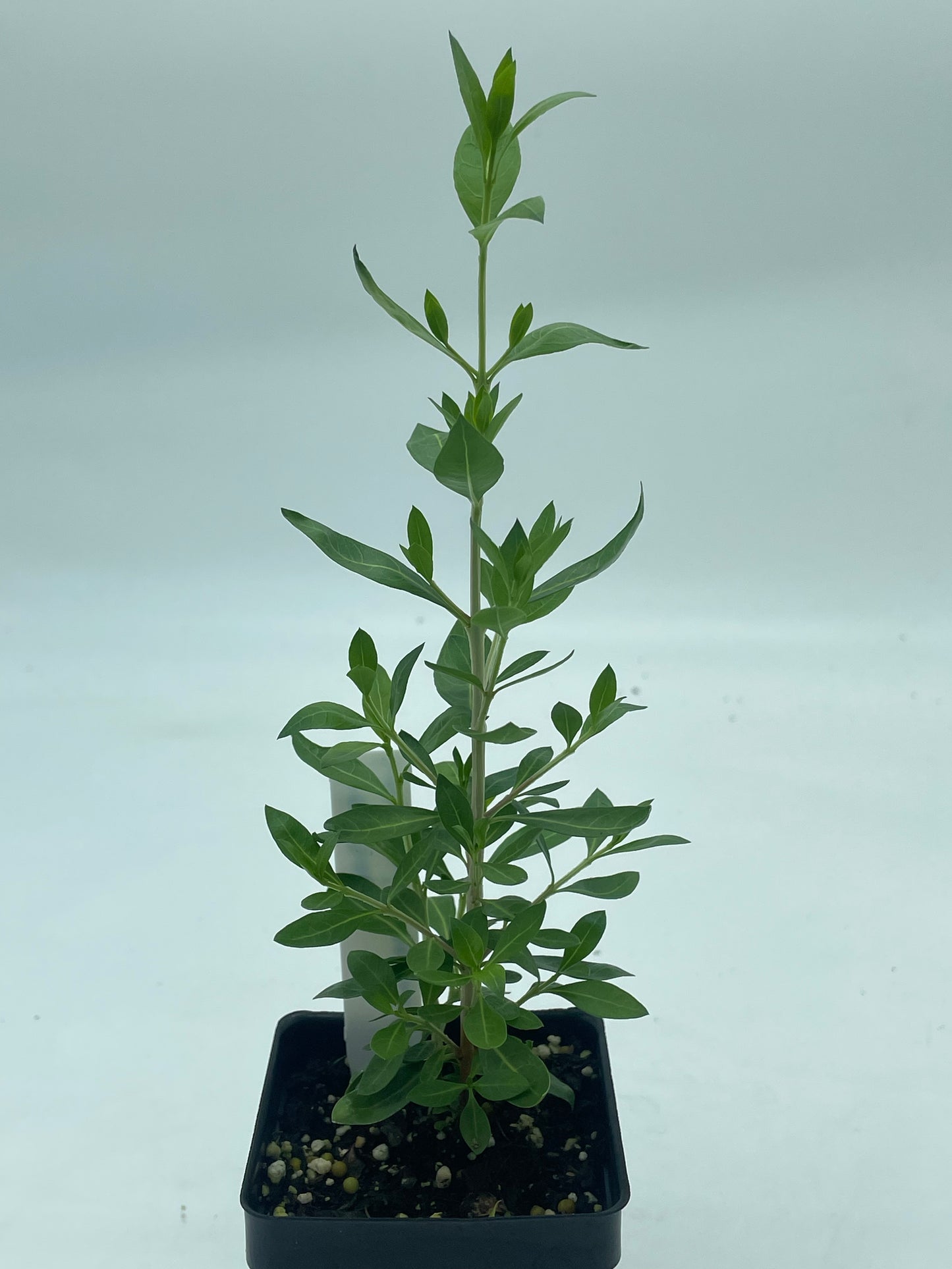 Henna Starter Plant - Lawsonia Inermis - Easily Make Your Own Natural Ink For Body Art - Can Not Ship To California\Arizona