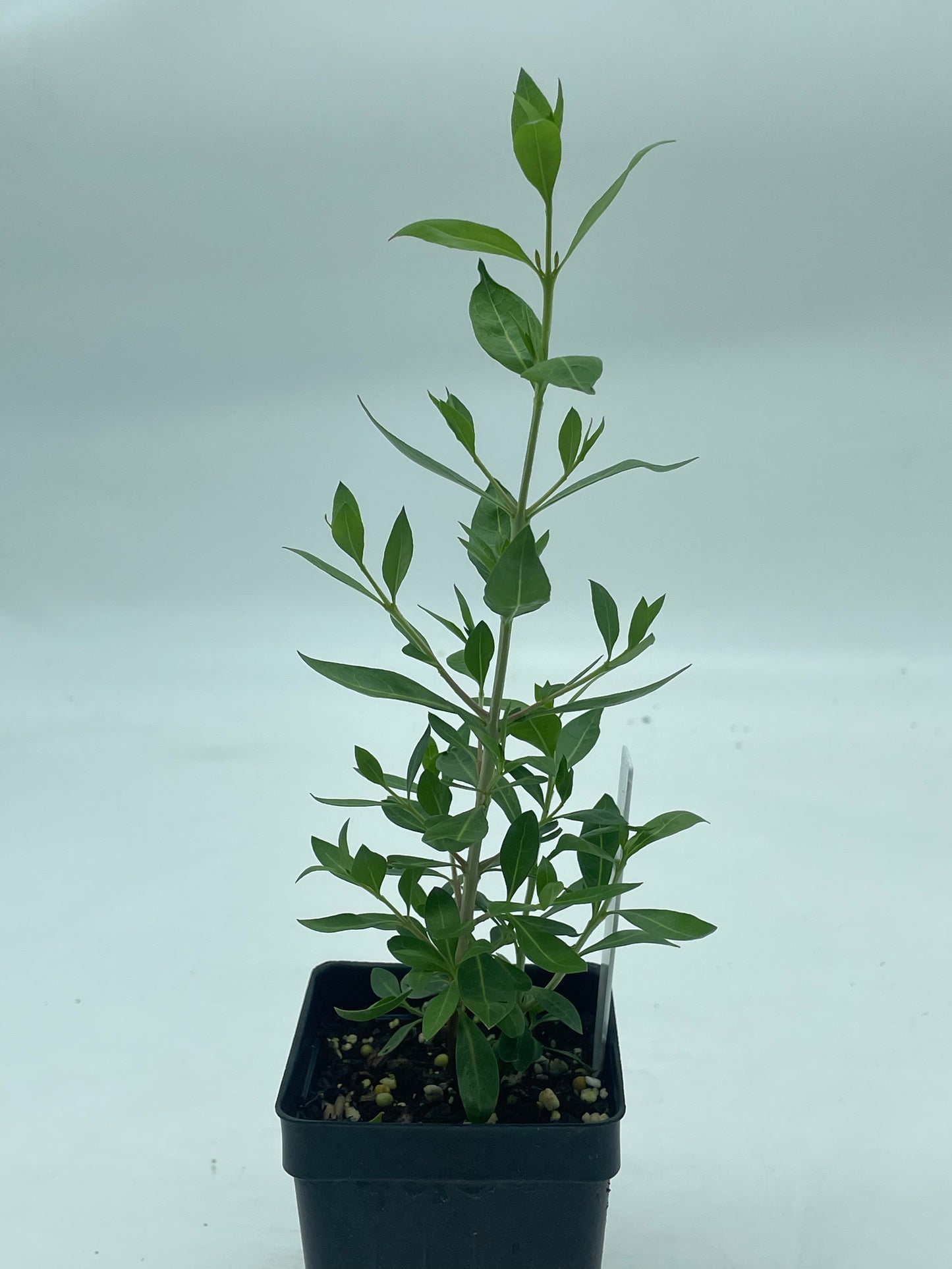 Henna Starter Plant - Lawsonia Inermis - Easily Make Your Own Natural Ink For Body Art - Can Not Ship To California\Arizona
