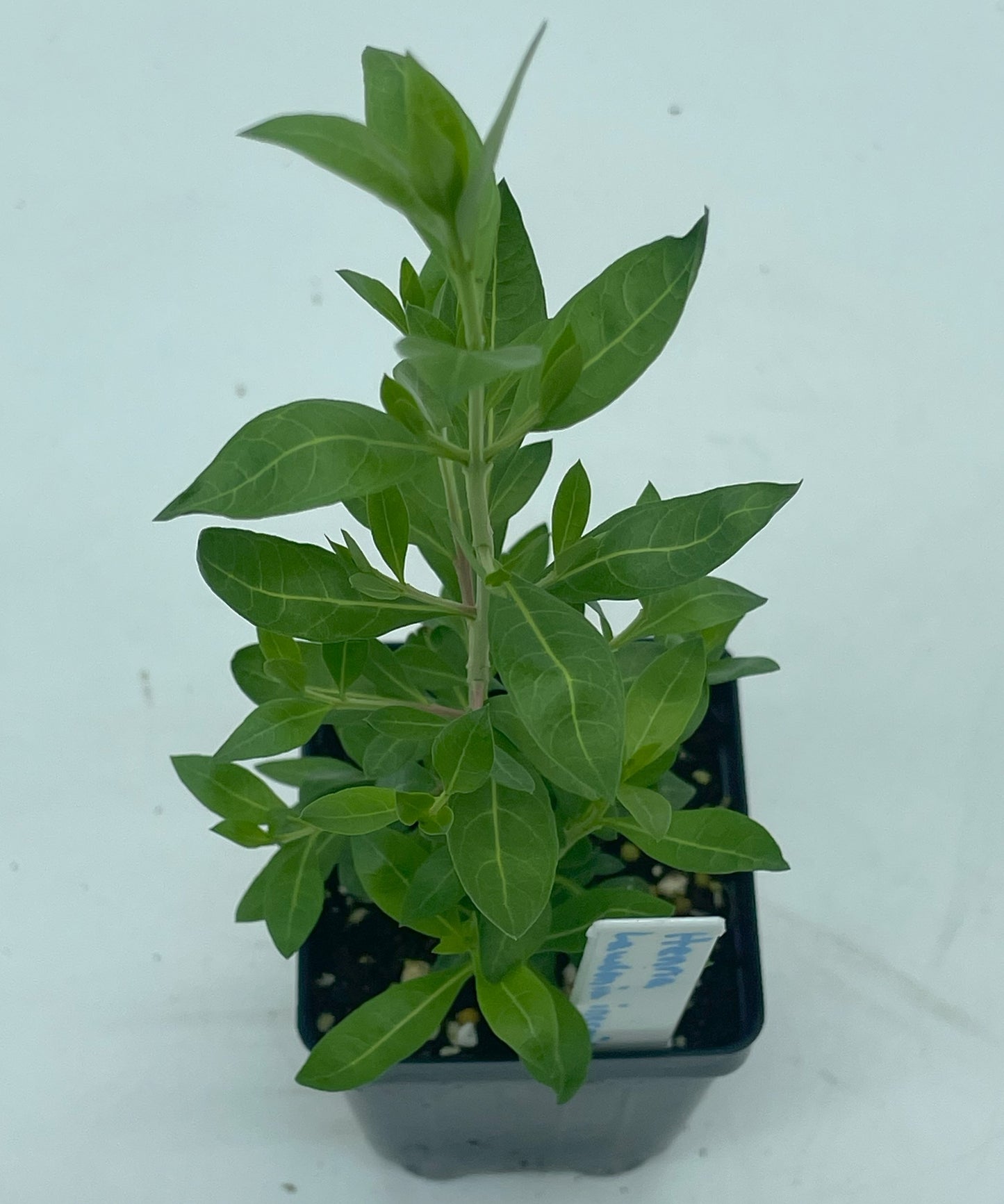 Henna Starter Plant - Lawsonia Inermis - Easily Make Your Own Natural Ink For Body Art - Can Not Ship To California\Arizona
