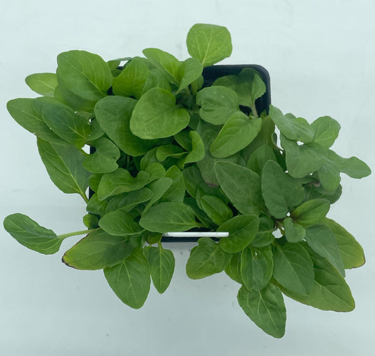 Self Heal / All Heal Starter Plant - Prunella Vulgaris - Great Cool Season Plant