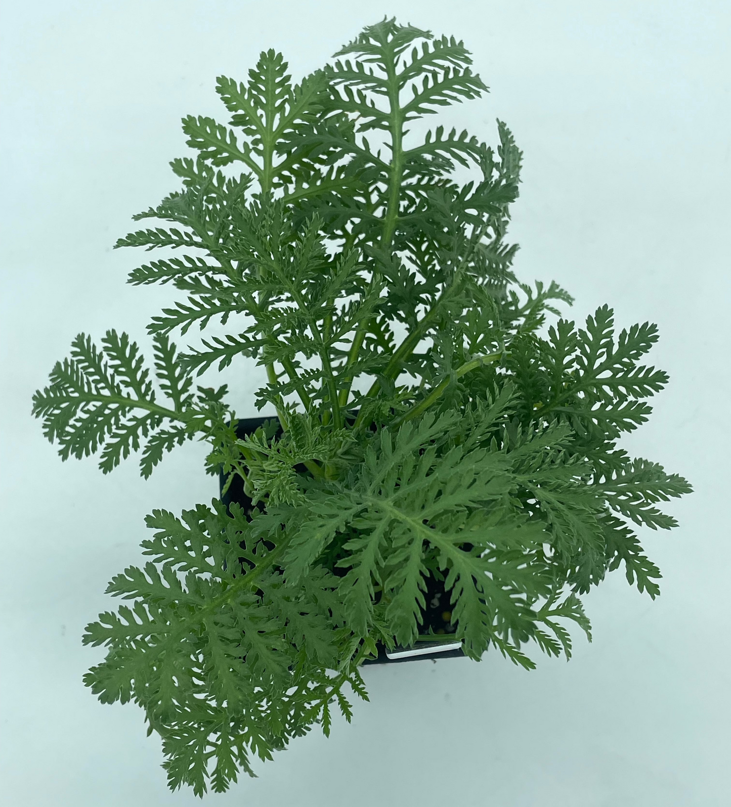 Dyer's Chamomile or Anthemis tinctoria Grown In 3" Pot