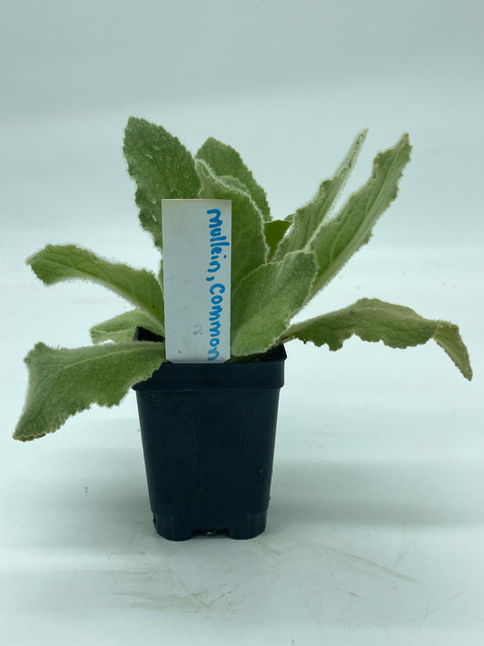 Common Or Great Mullein Starter Plant - V. Thapsus - Very Useful!