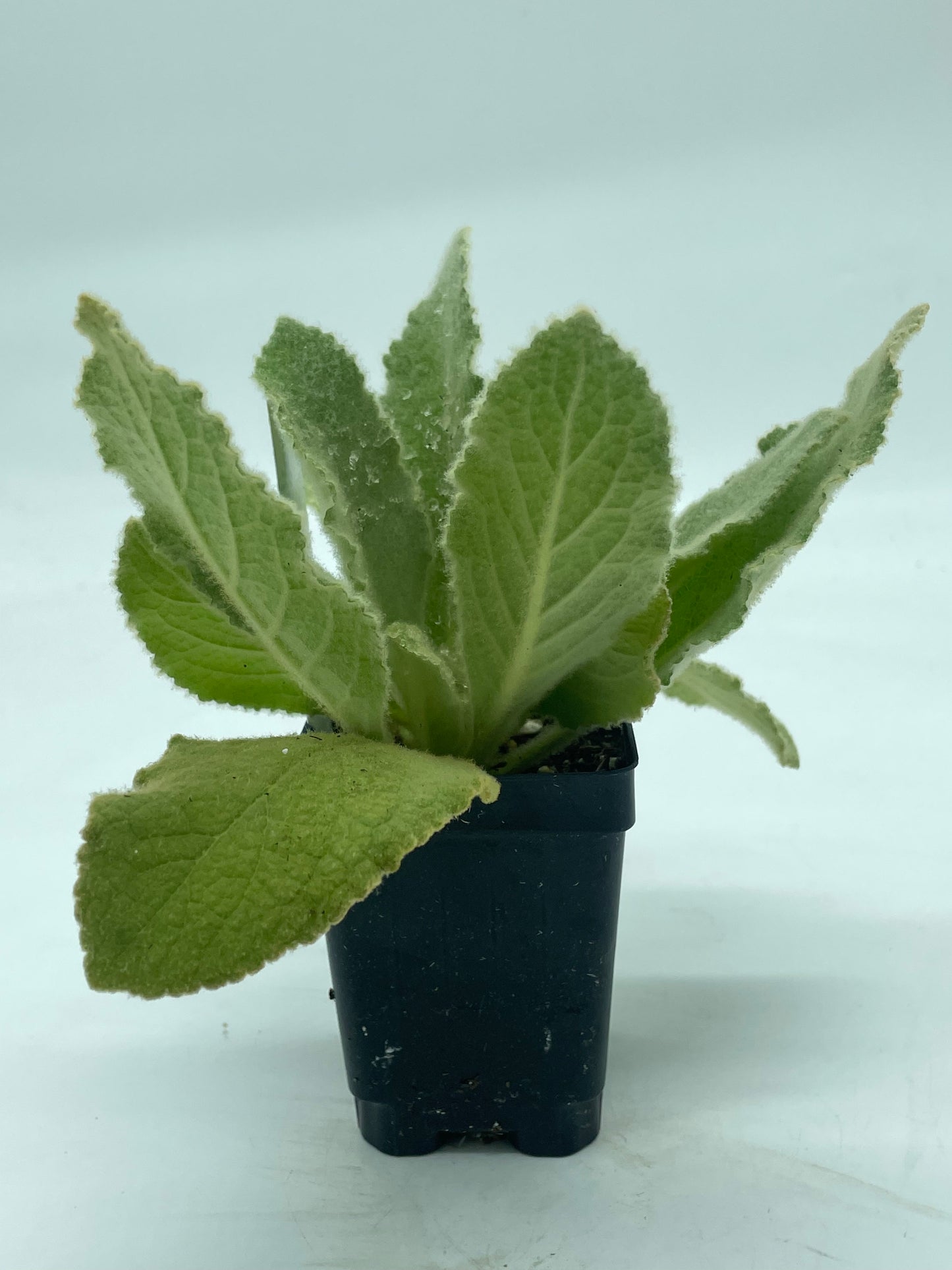 Common Or Great Mullein Starter Plant - V. Thapsus - Very Useful!