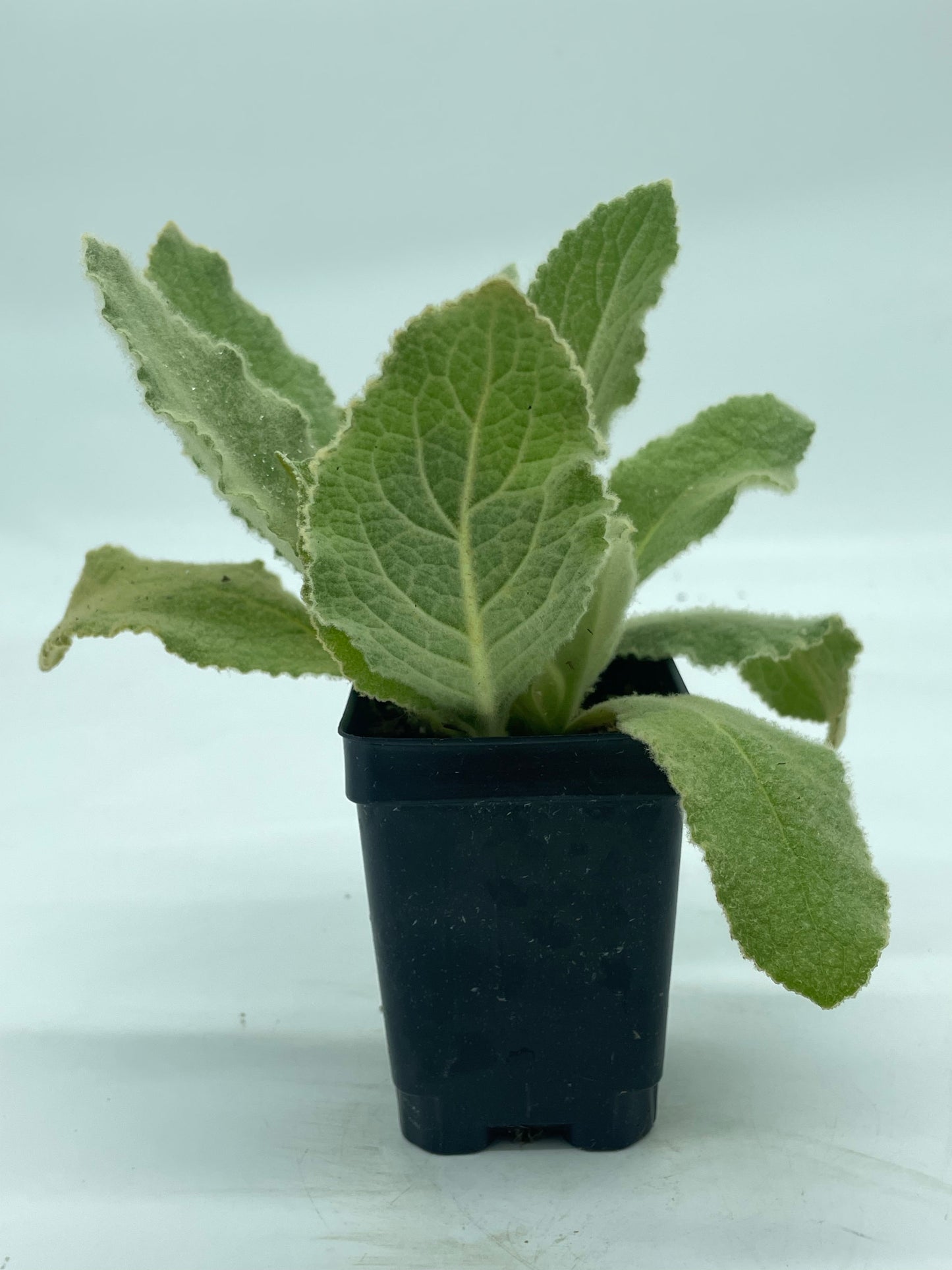 Common Or Great Mullein Starter Plant - V. Thapsus - Very Useful!