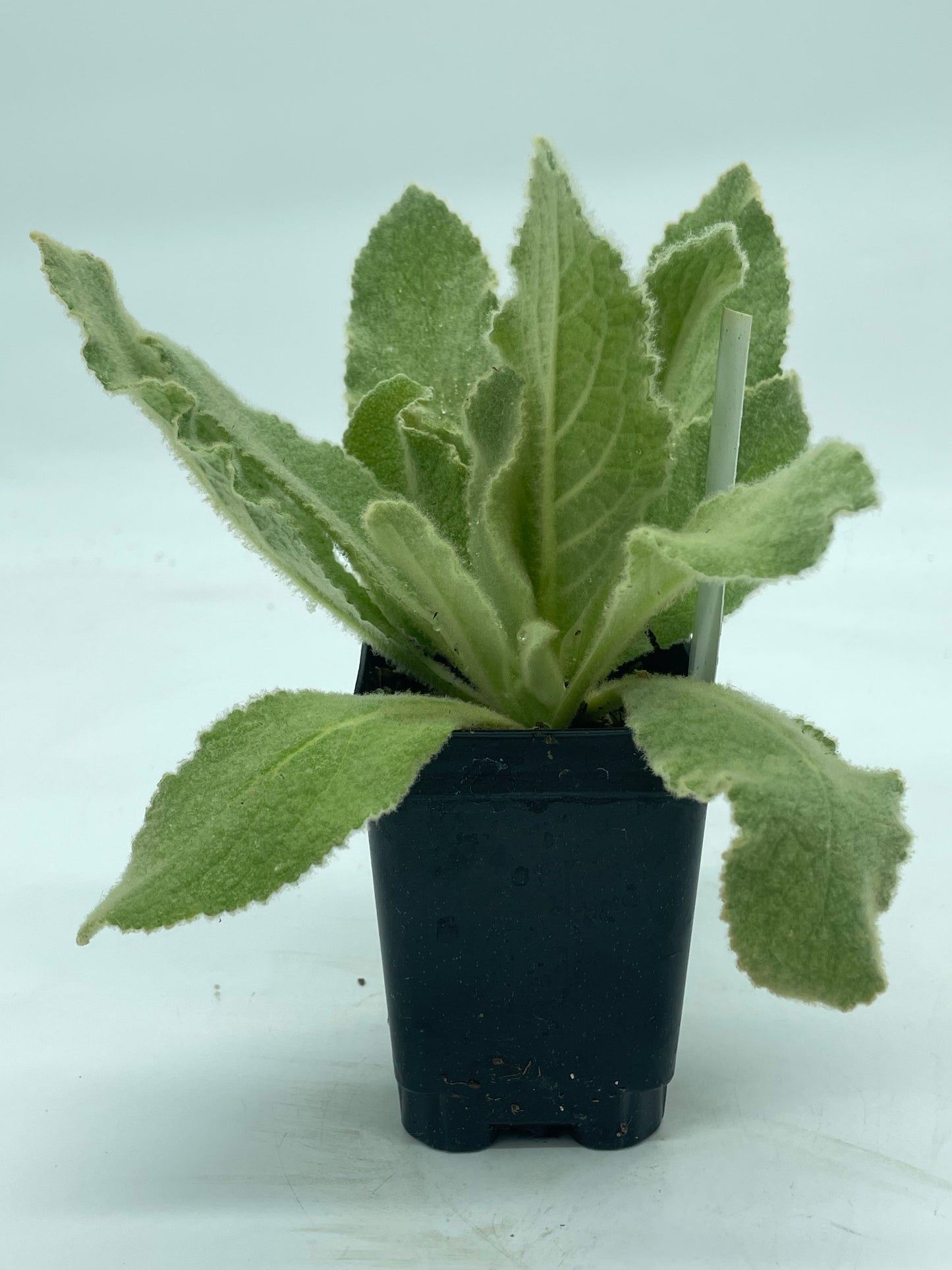 Common Or Great Mullein Starter Plant - V. Thapsus - Very Useful!