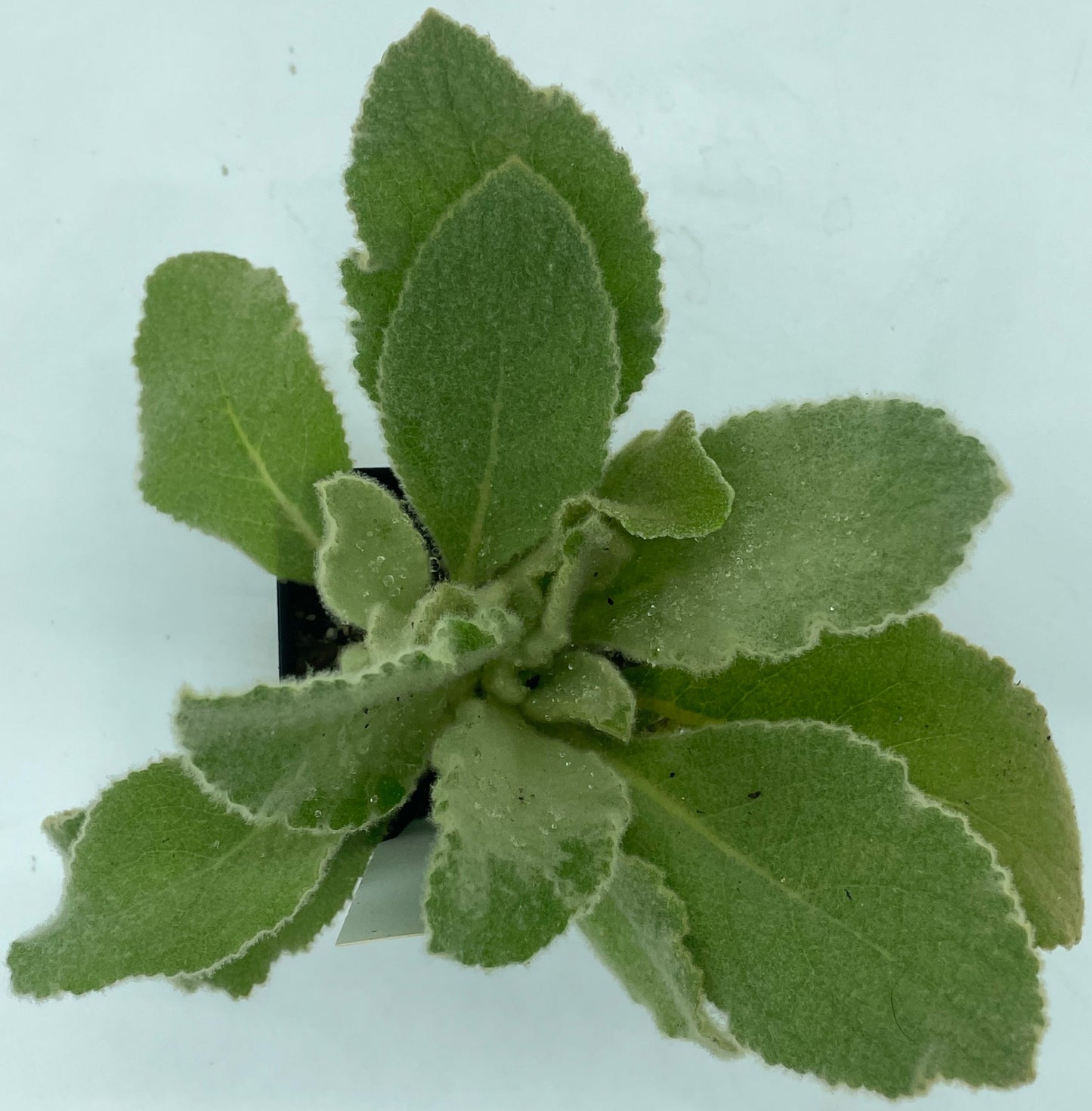 Common Or Great Mullein Starter Plant - V. Thapsus - Very Useful!