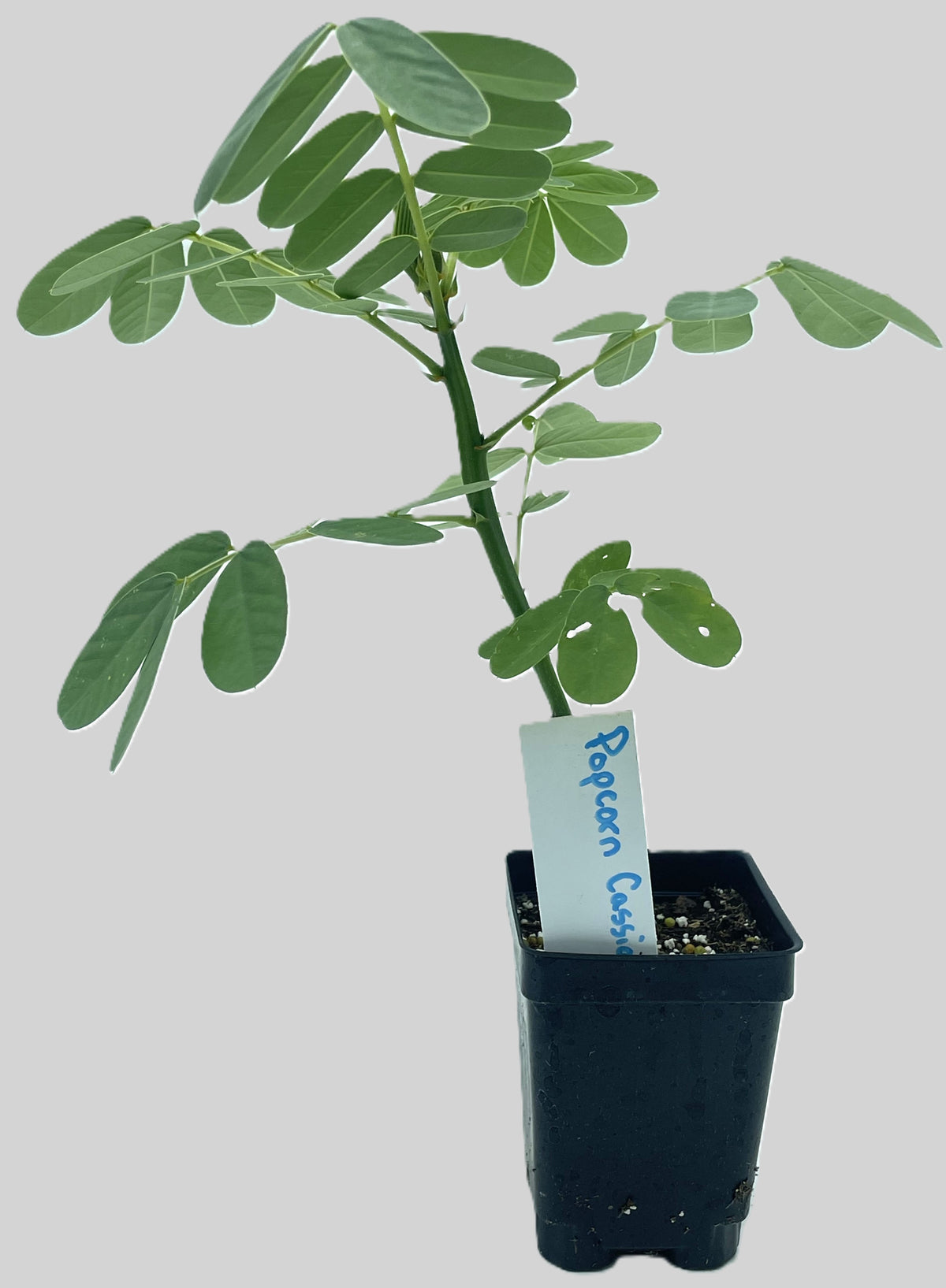 Cassia, Popcorn Live 3" Starter Plant - Senna didymobotrya - Amazing Blooms!