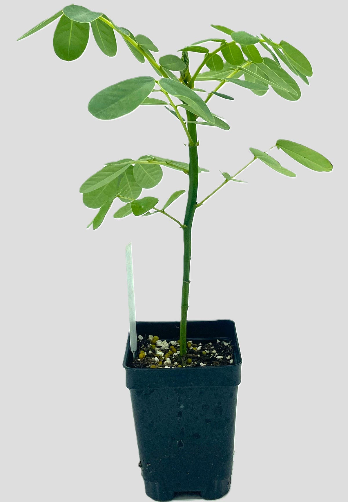 Cassia, Popcorn Live 3" Starter Plant - Senna didymobotrya - Amazing Blooms!