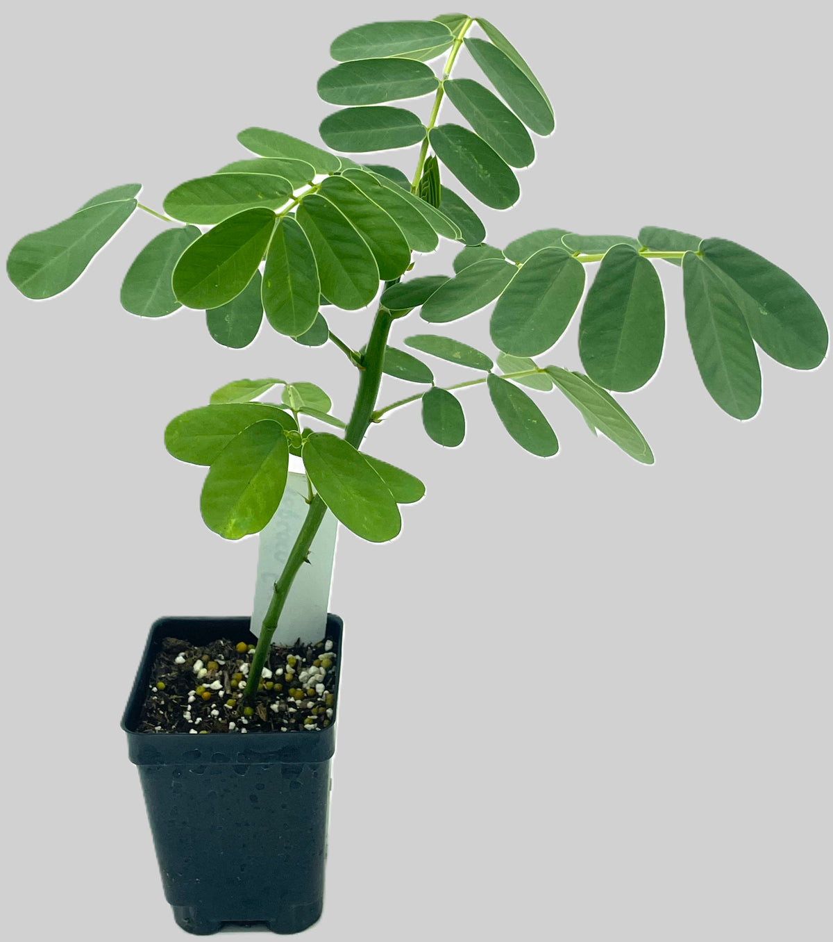 Cassia, Popcorn Live 3" Starter Plant - Senna didymobotrya - Amazing Blooms!