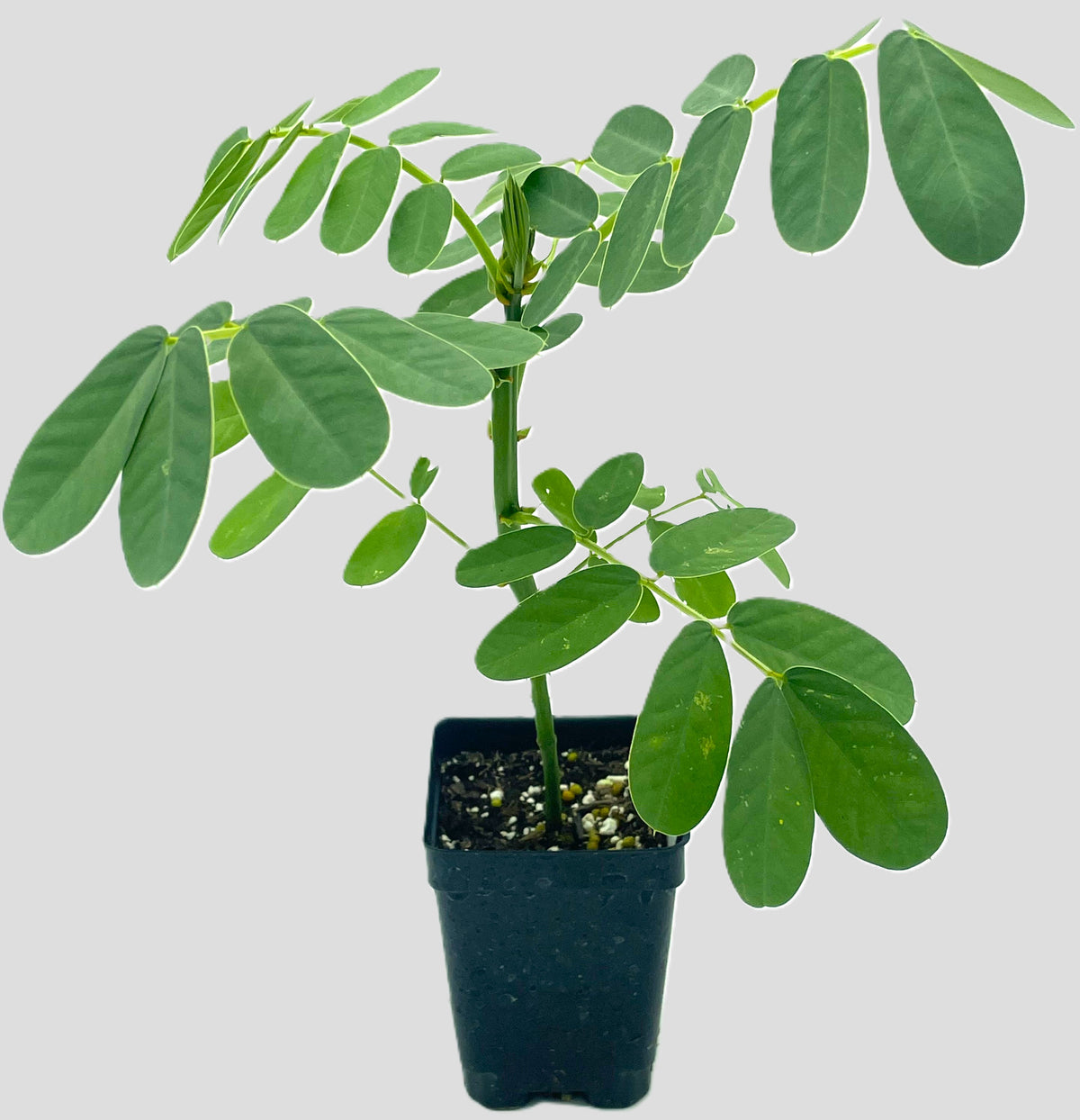 Cassia, Popcorn Live 3" Starter Plant - Senna didymobotrya - Amazing Blooms!