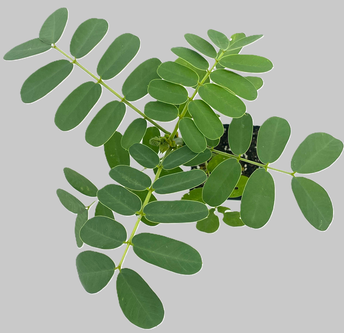 Cassia, Popcorn Live 3" Starter Plant - Senna didymobotrya - Amazing Blooms!