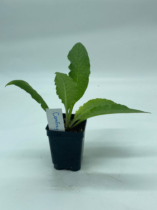 Comfrey Starter Plant Symphytum Officinale Great Pollinator Plant!