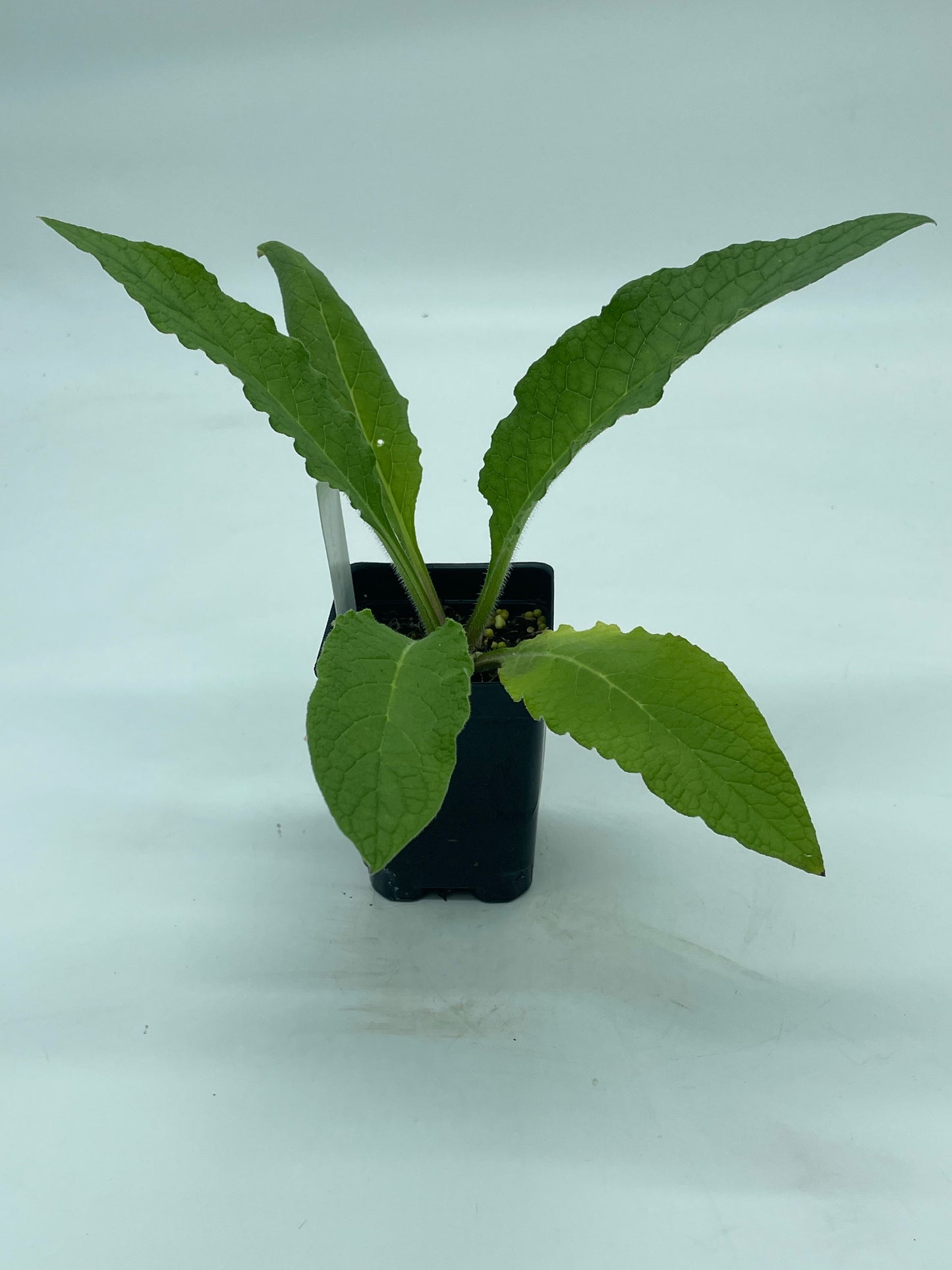 Comfrey Starter Plant Symphytum Officinale Great Pollinator Plant!
