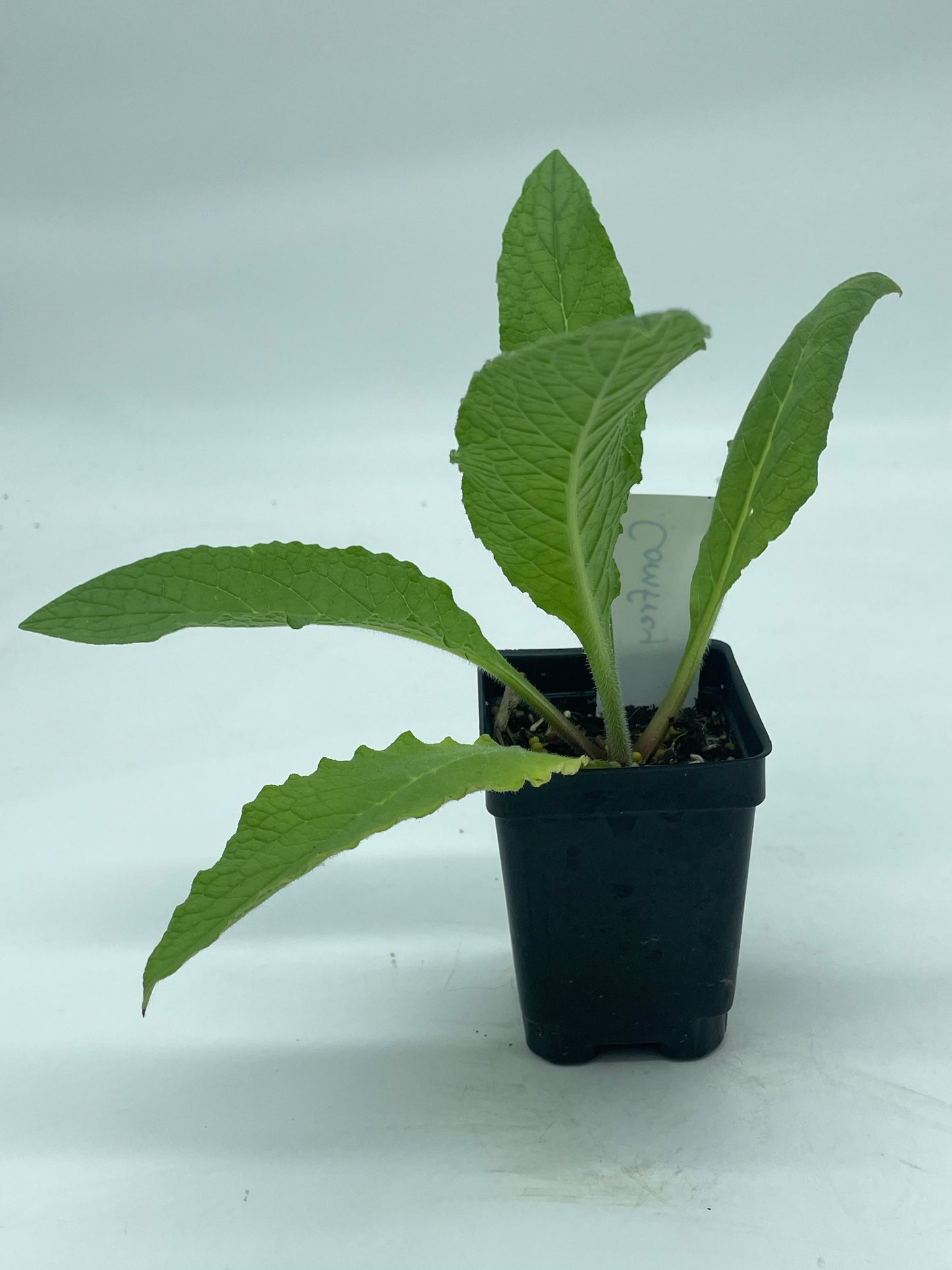 Comfrey Starter Plant Symphytum Officinale Great Pollinator Plant!