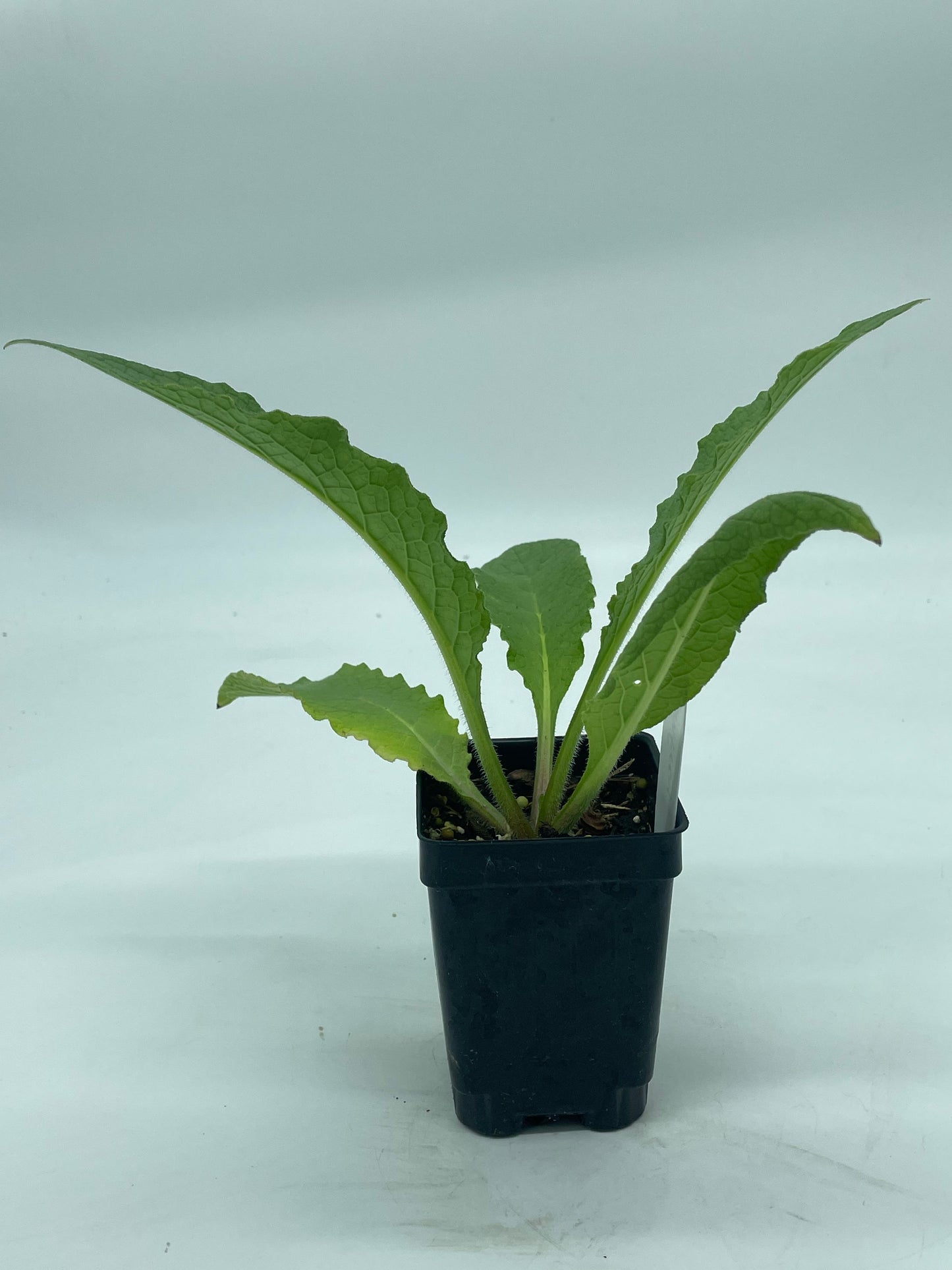 Comfrey Starter Plant Symphytum Officinale Great Pollinator Plant!