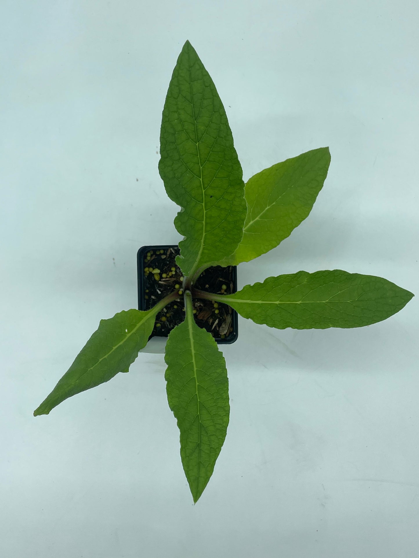 Comfrey Starter Plant Symphytum Officinale Great Pollinator Plant!