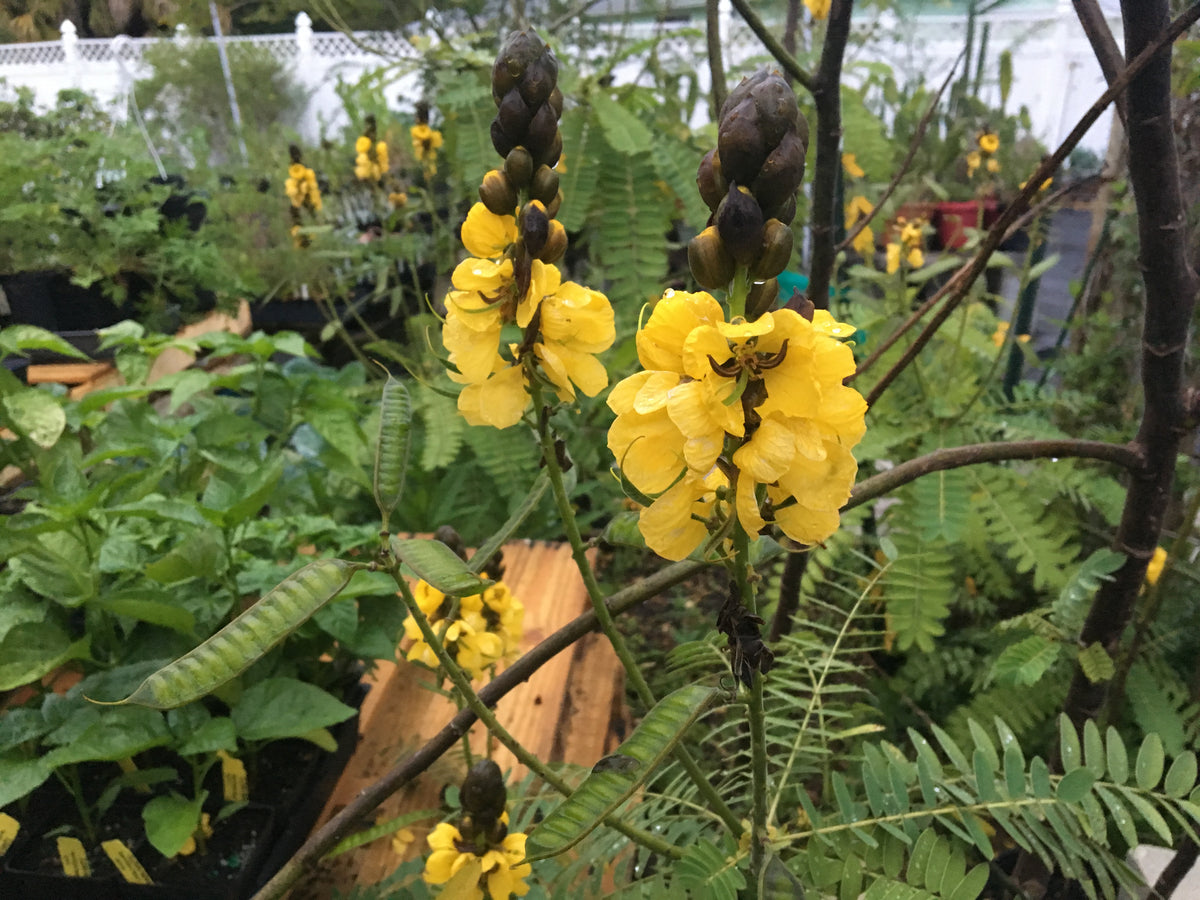 Cassia, Popcorn Live 3" Starter Plant - Senna didymobotrya - Amazing Blooms!