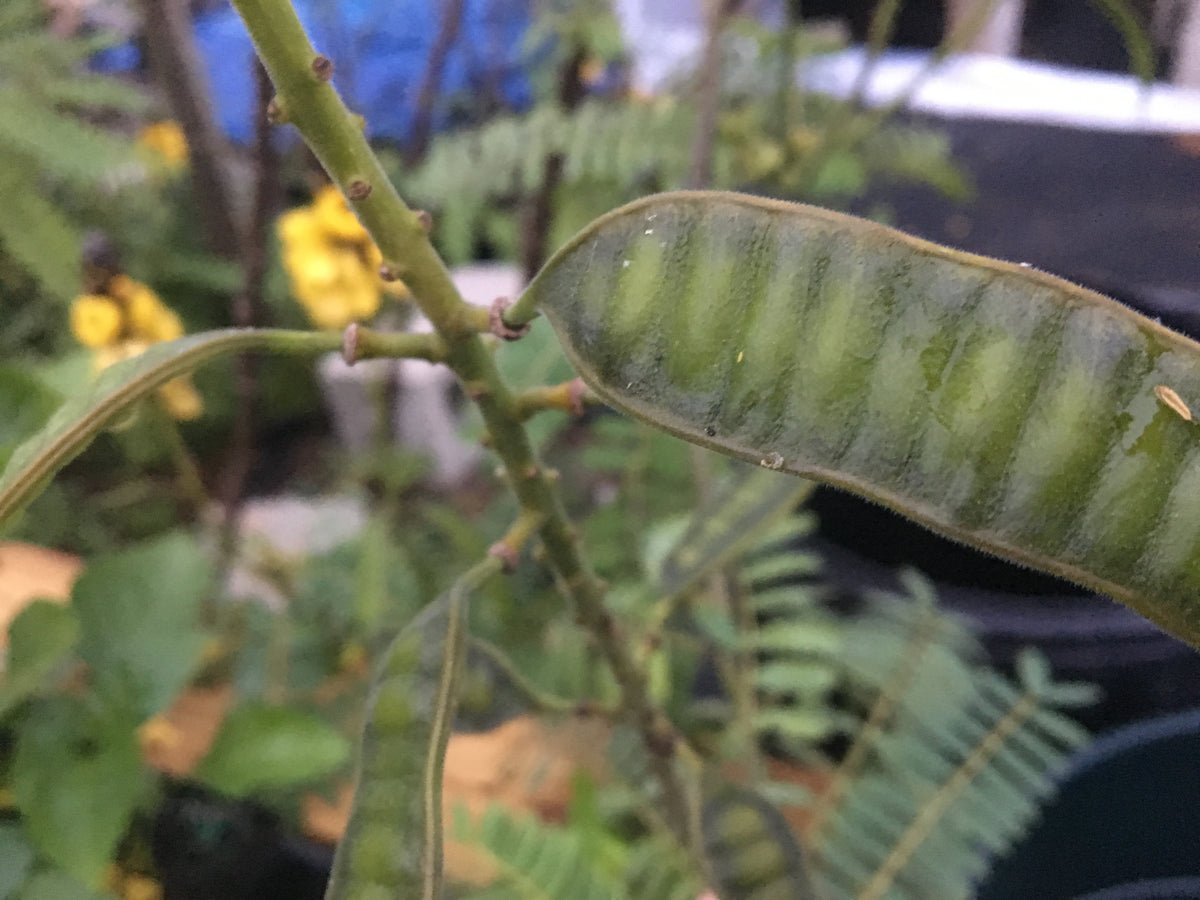 Cassia, Popcorn Live 3" Starter Plant - Senna didymobotrya - Amazing Blooms!