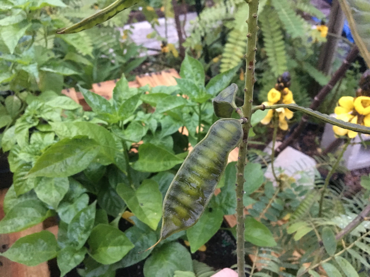 Cassia, Popcorn Live 3" Starter Plant - Senna didymobotrya - Amazing Blooms!