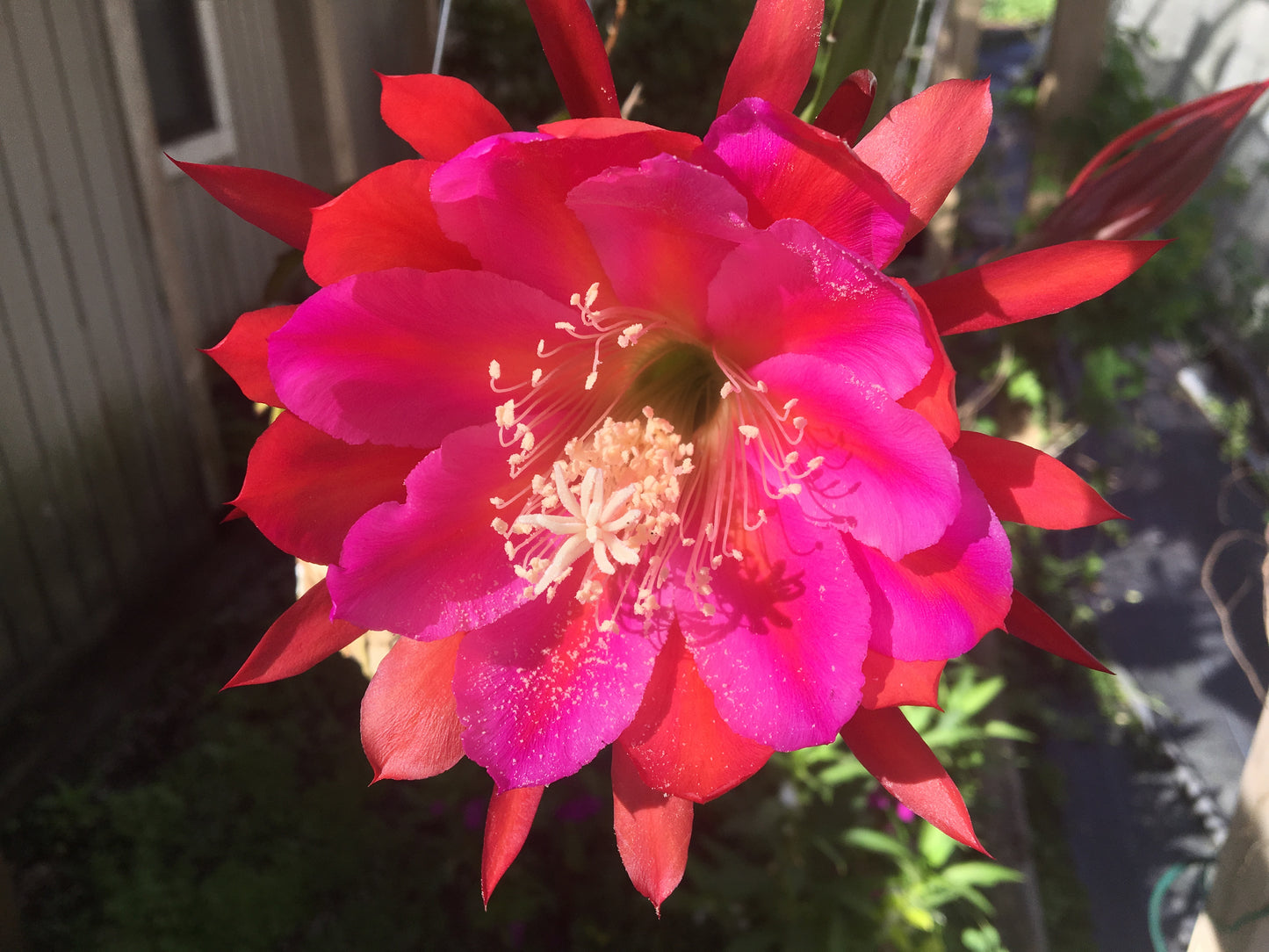 Epiphyllum Hybrid 'Appeal' Fully-Rooted Starter Pot - Grown In 3" Pot