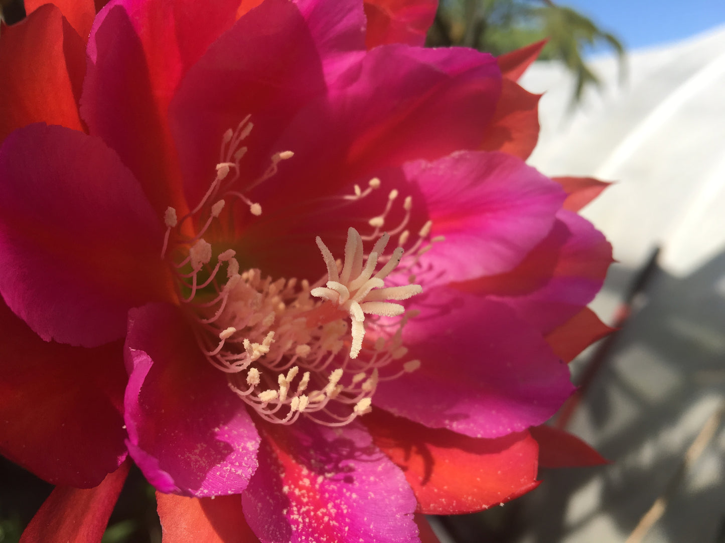 Epiphyllum Hybrid 'Appeal' Fully-Rooted Starter Pot - Grown In 3" Pot