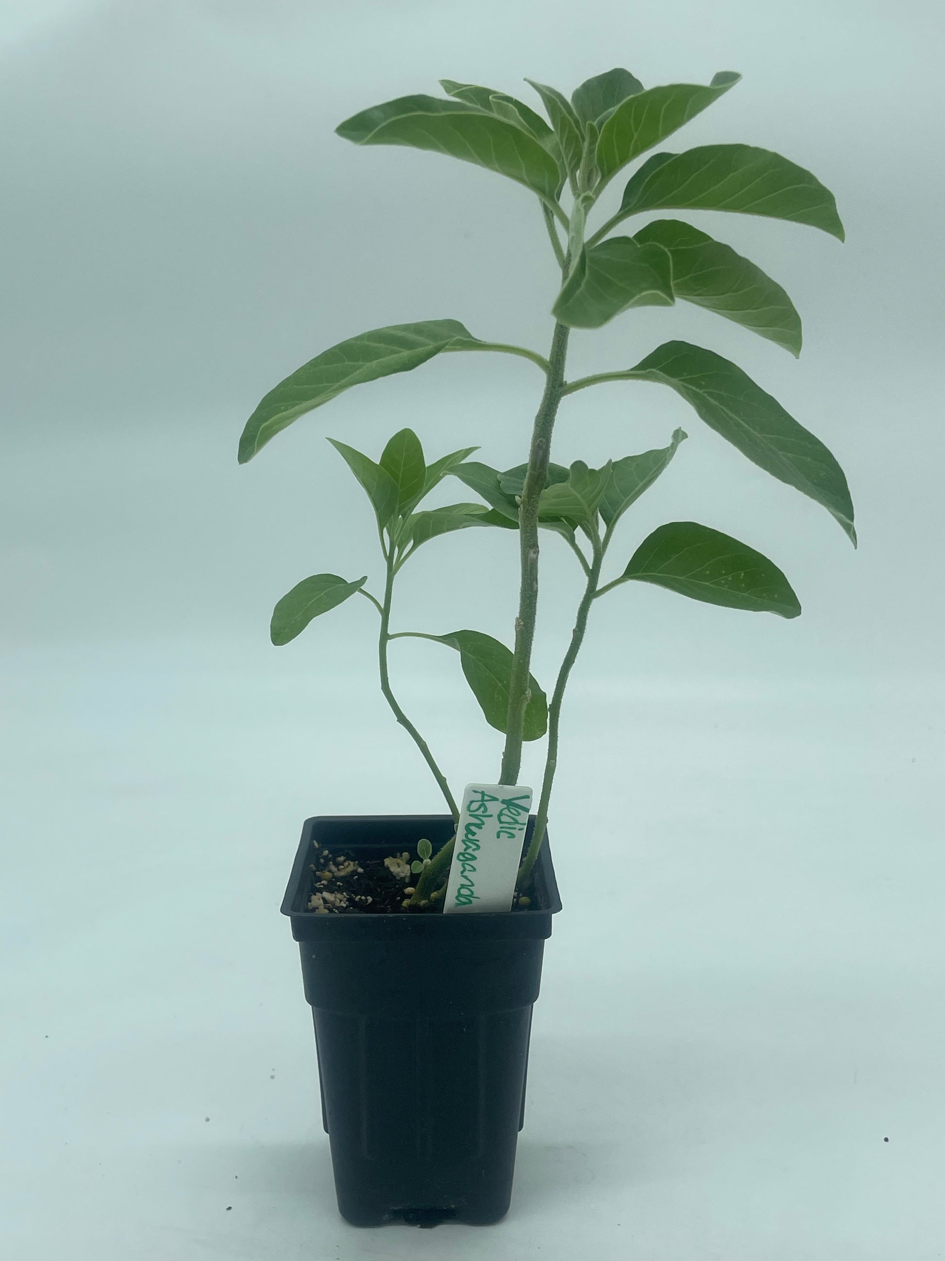 ashwagandha plant in pot Ashwagandha, Vedic Live 3" Starter Plant - Withania Somnifera
