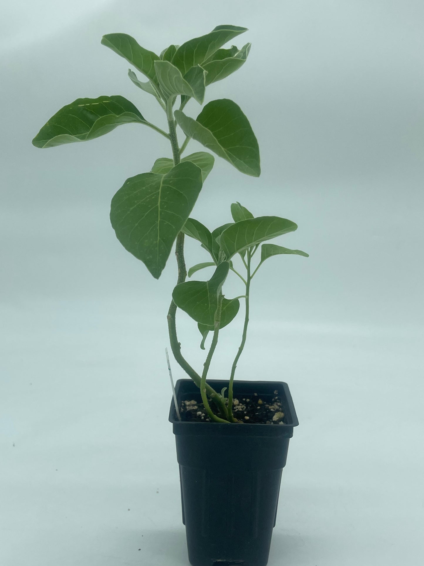 Ashwagandha, Vedic Live 3" Starter Plant - Withania Somnifera - Can Not Ship To California\Arizona