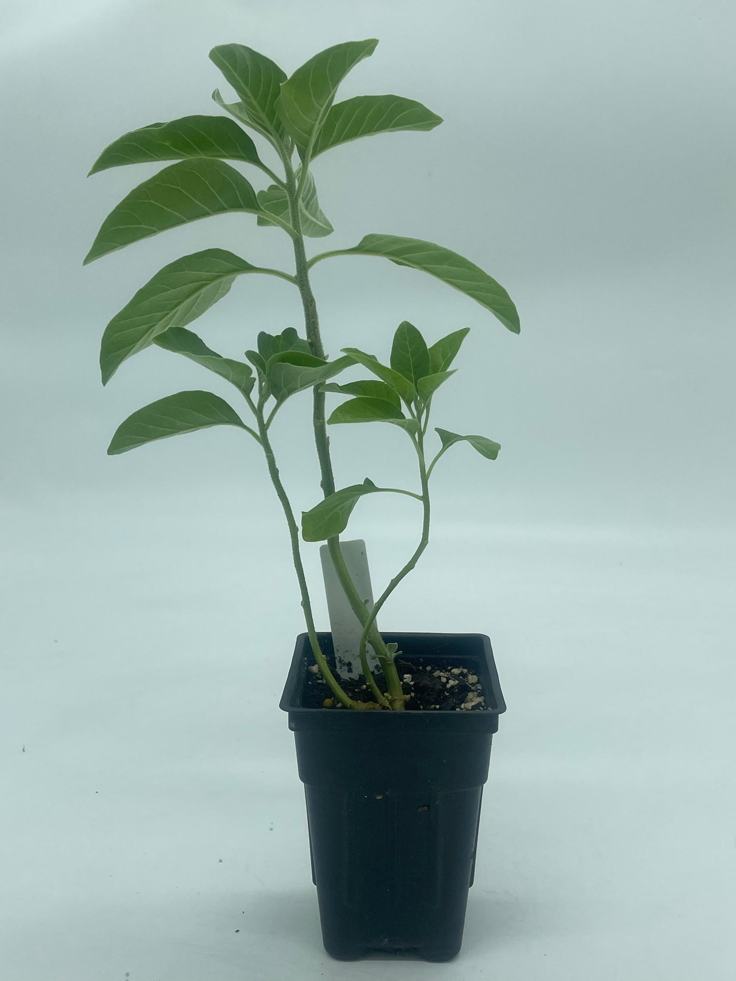 Ashwagandha, Vedic Live 3" Starter Plant - Withania Somnifera - Can Not Ship To California\Arizona