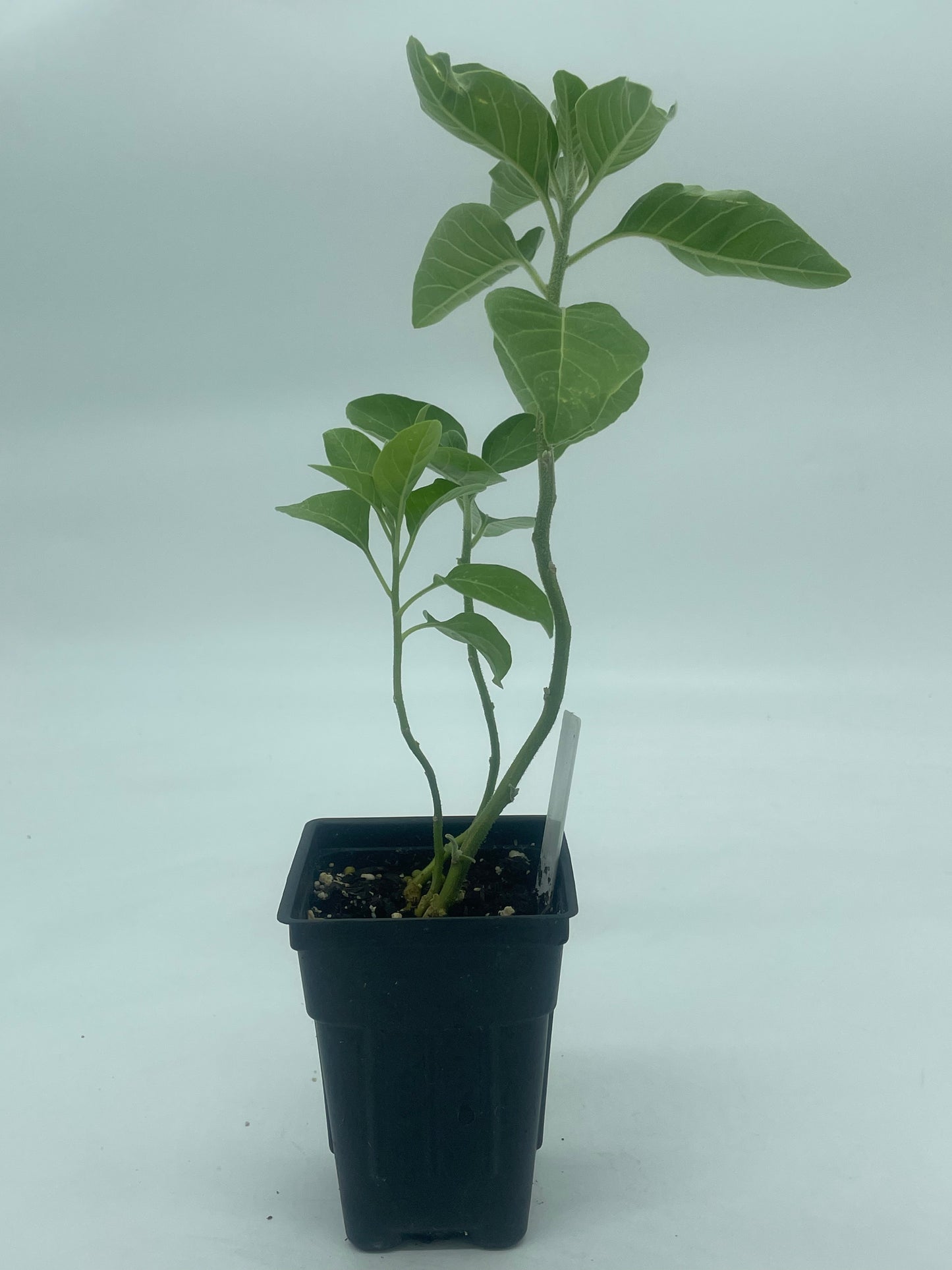 Ashwagandha, Vedic Live 3" Starter Plant - Withania Somnifera - Can Not Ship To California\Arizona