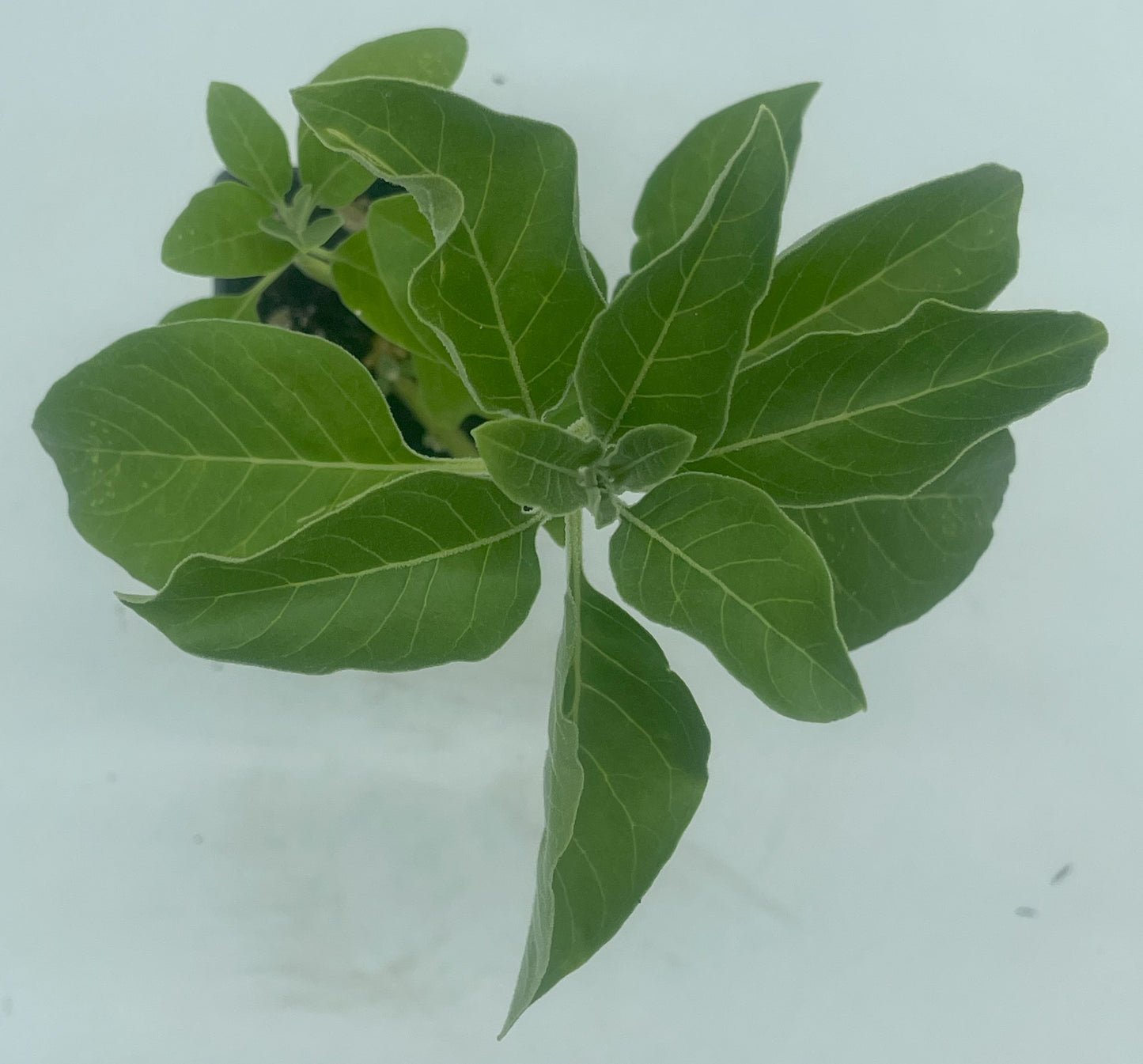 Ashwagandha, Vedic Live 3" Starter Plant - Withania Somnifera - Can Not Ship To California\Arizona